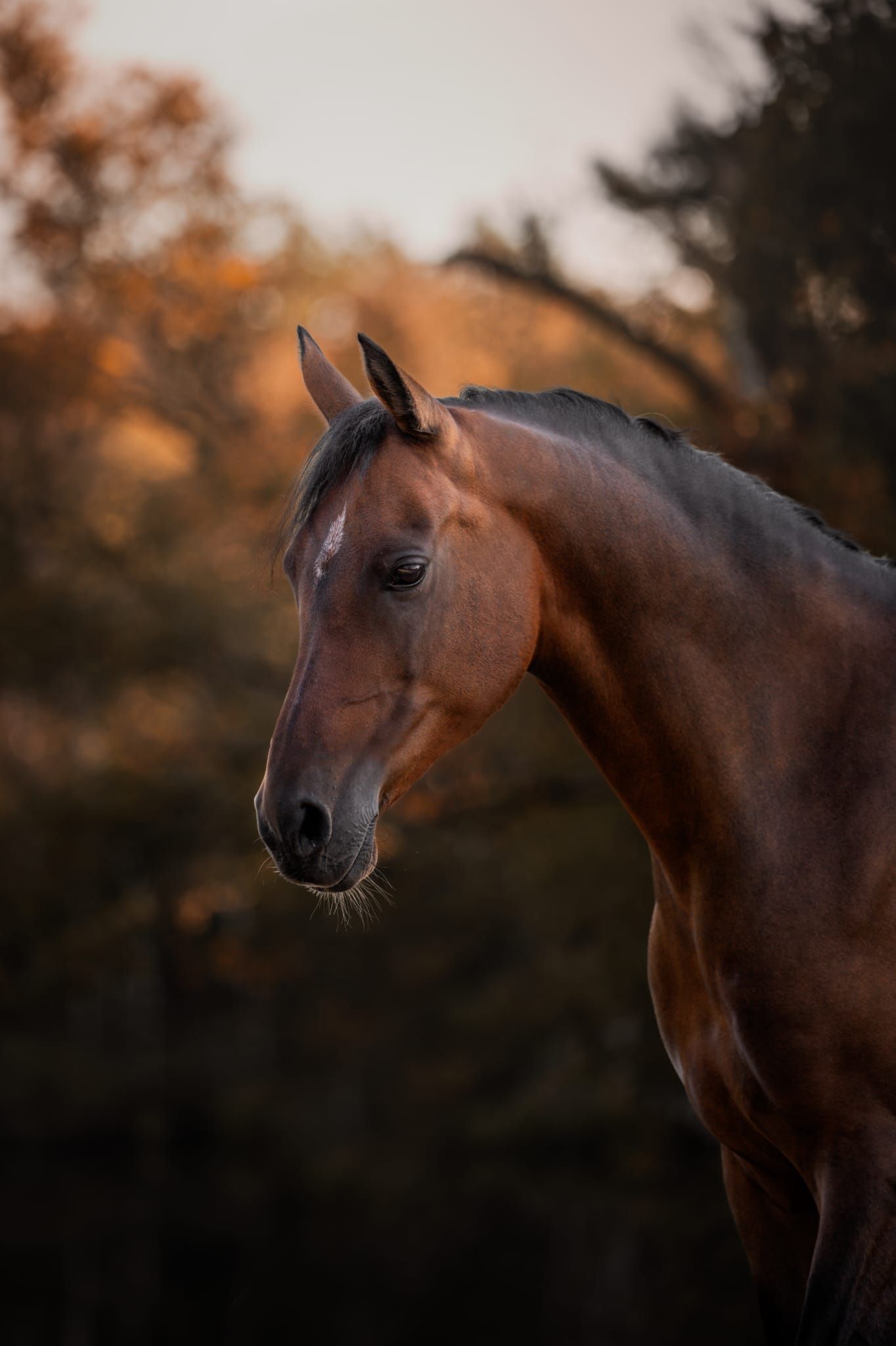 dressuurpony merrie 15 years old donkerbruin for sale - Main photo