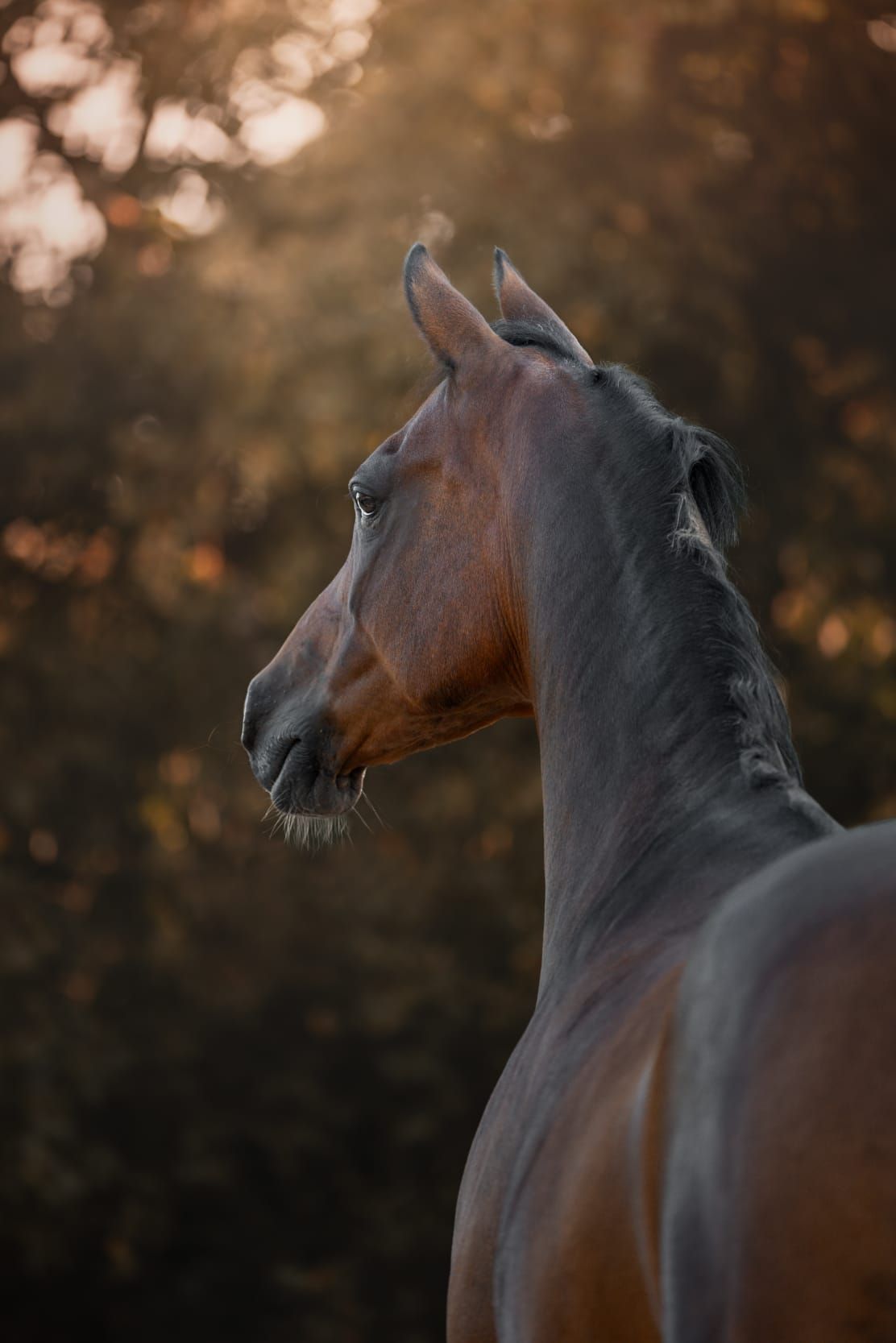 dressuurpony merrie 15 years old donkerbruin for sale - Photo 3