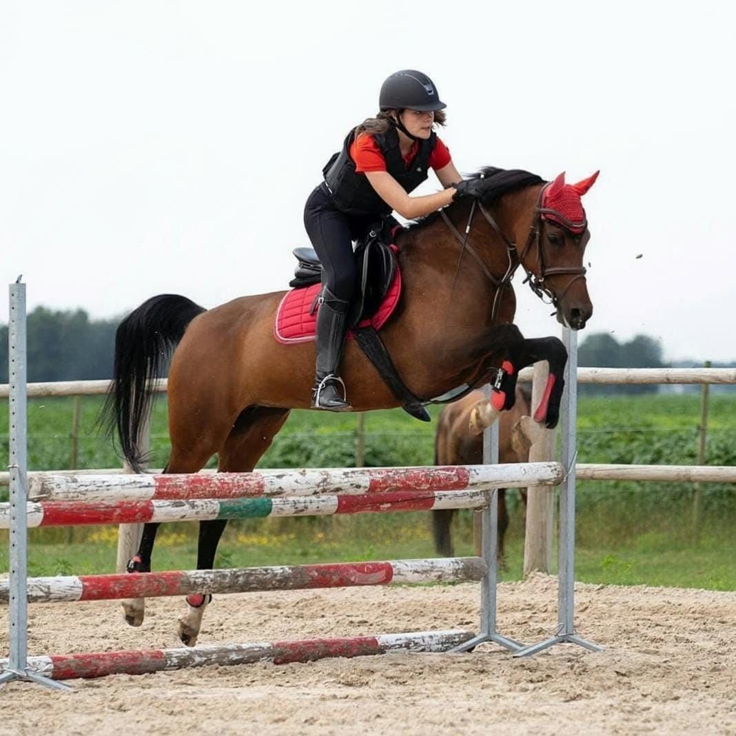 dressuurpony merrie 15 years old donkerbruin for sale - Photo 4