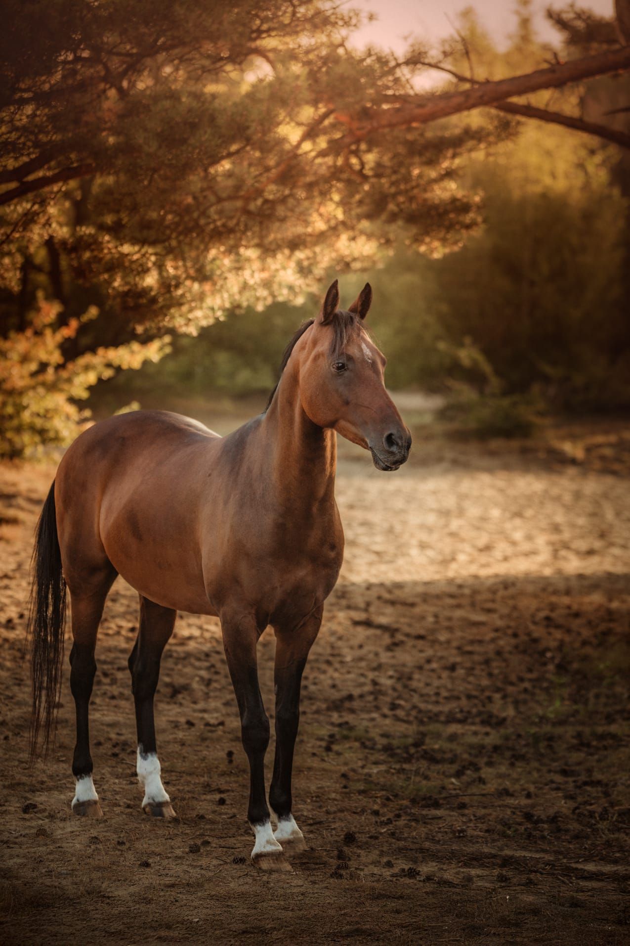 dressuurpony merrie 15 years old donkerbruin for sale - Photo 2
