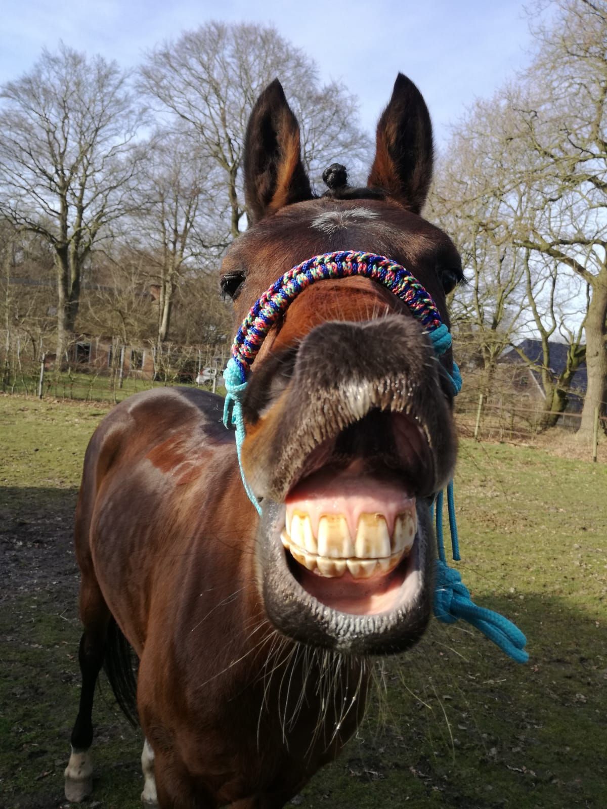 dressuurpony merrie 15 years old donkerbruin for sale - Photo 5
