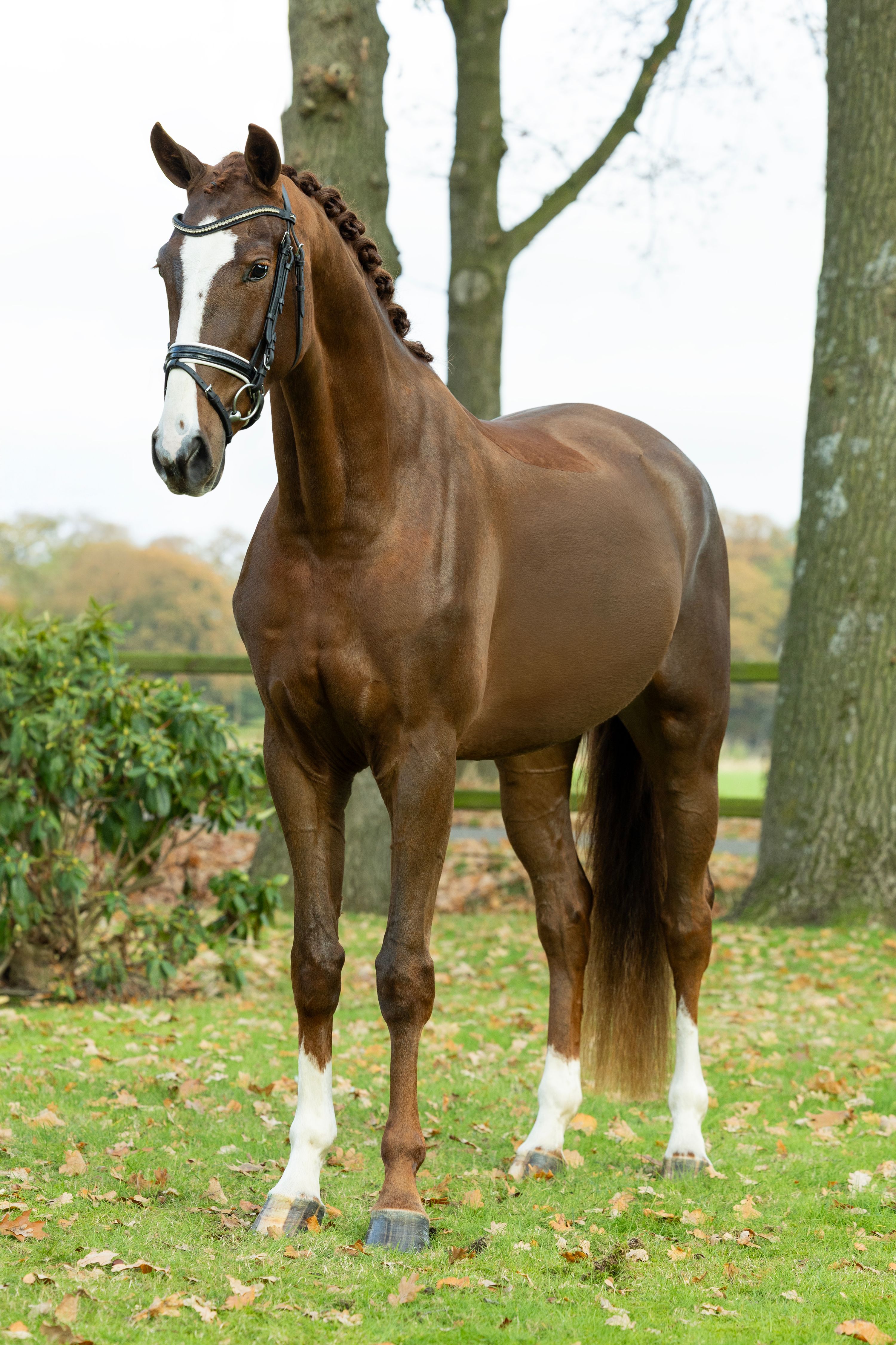 kwpn dressuurpaard merrie 4 years old vos for sale - Photo 3