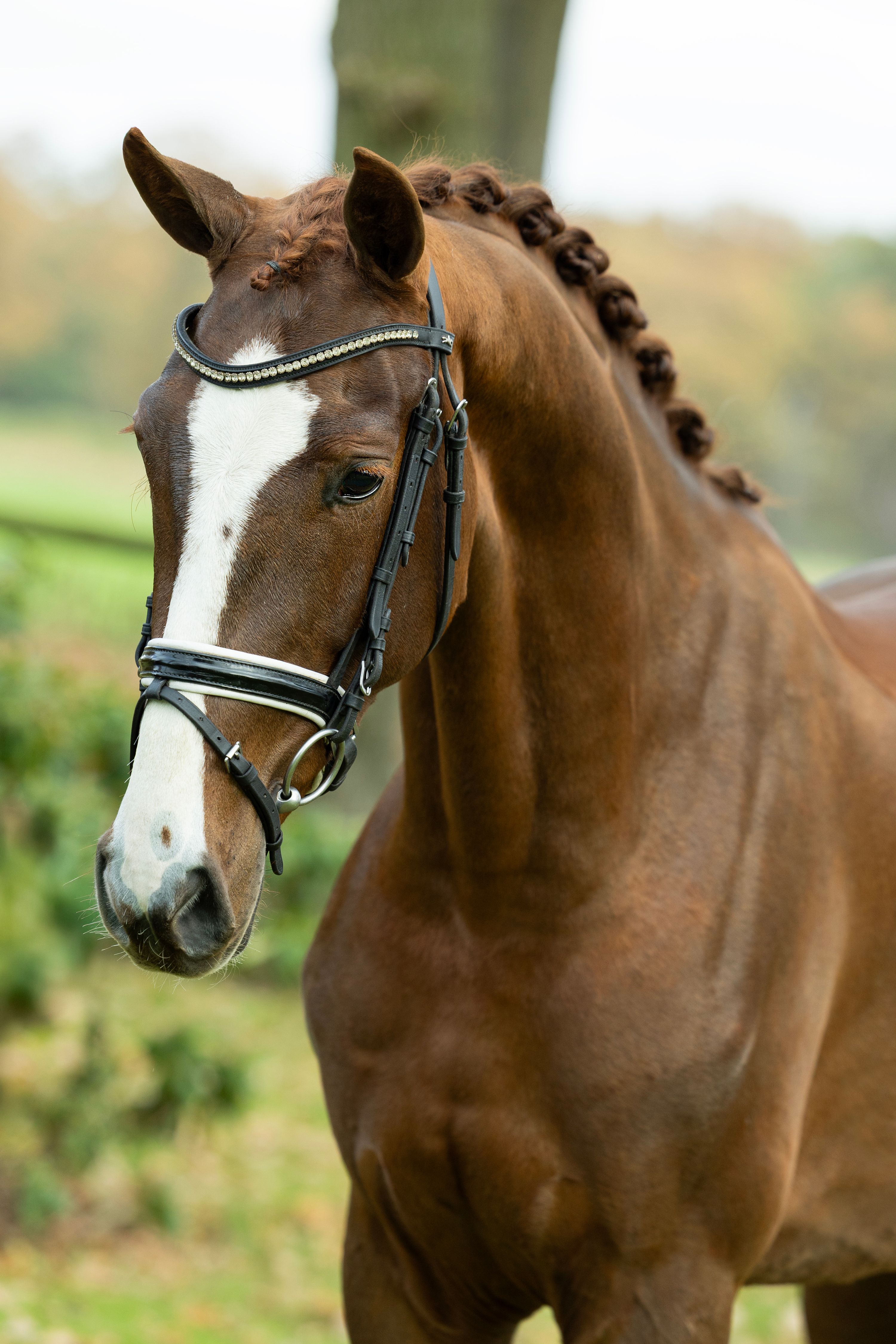 kwpn dressuurpaard merrie 4 years old vos for sale - Photo 4