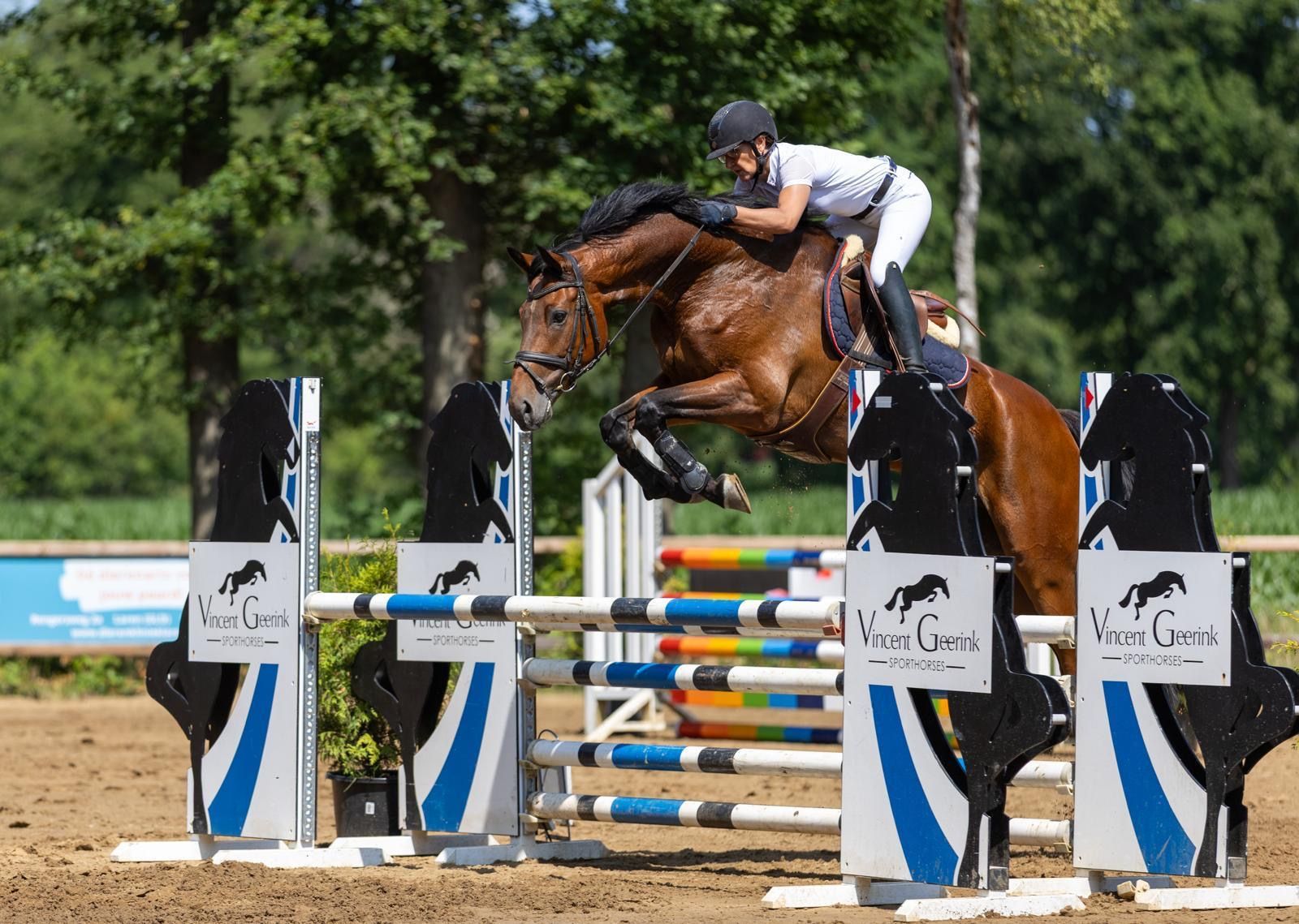 kwpn springpaard ruin 10 years old bruin for sale - Main photo