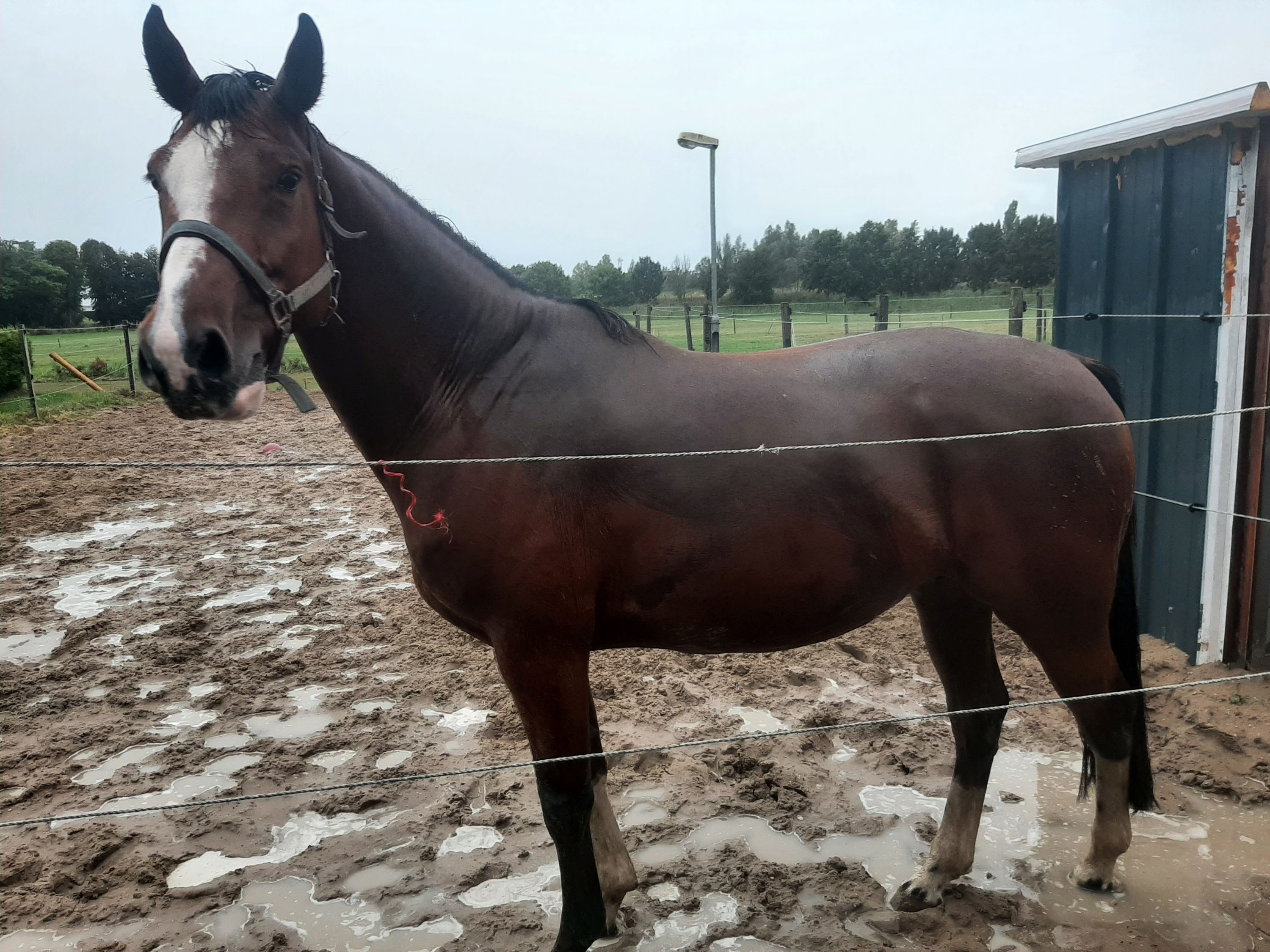 Castrone baio di 6 anni (PROK, D-OC)
