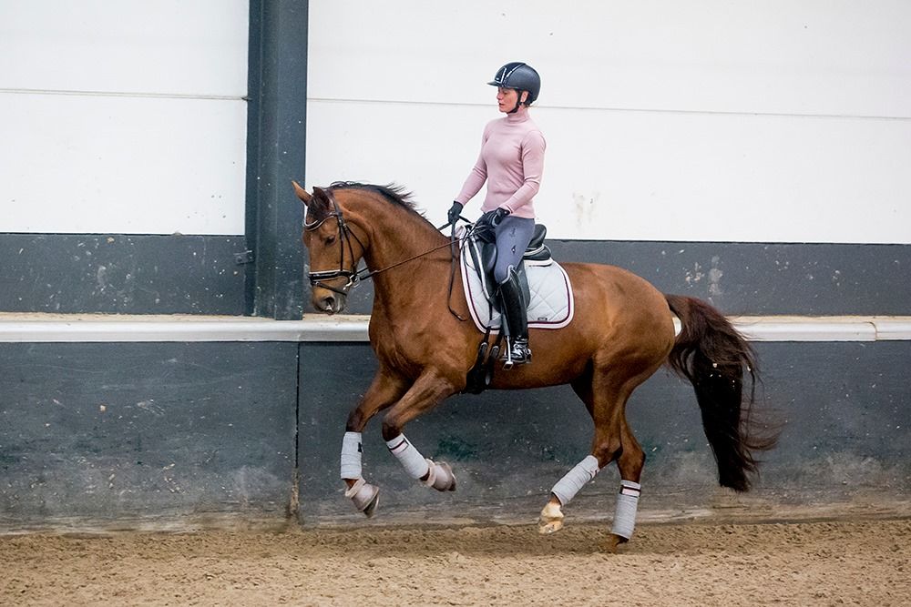 kwpn fokmerrie merrie 15 years old vos for sale - Main photo