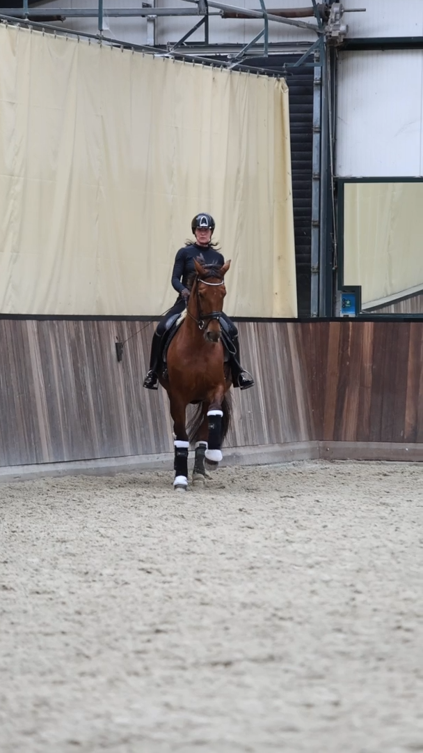 kwpn fokmerrie merrie 15 years old vos for sale - Photo 5