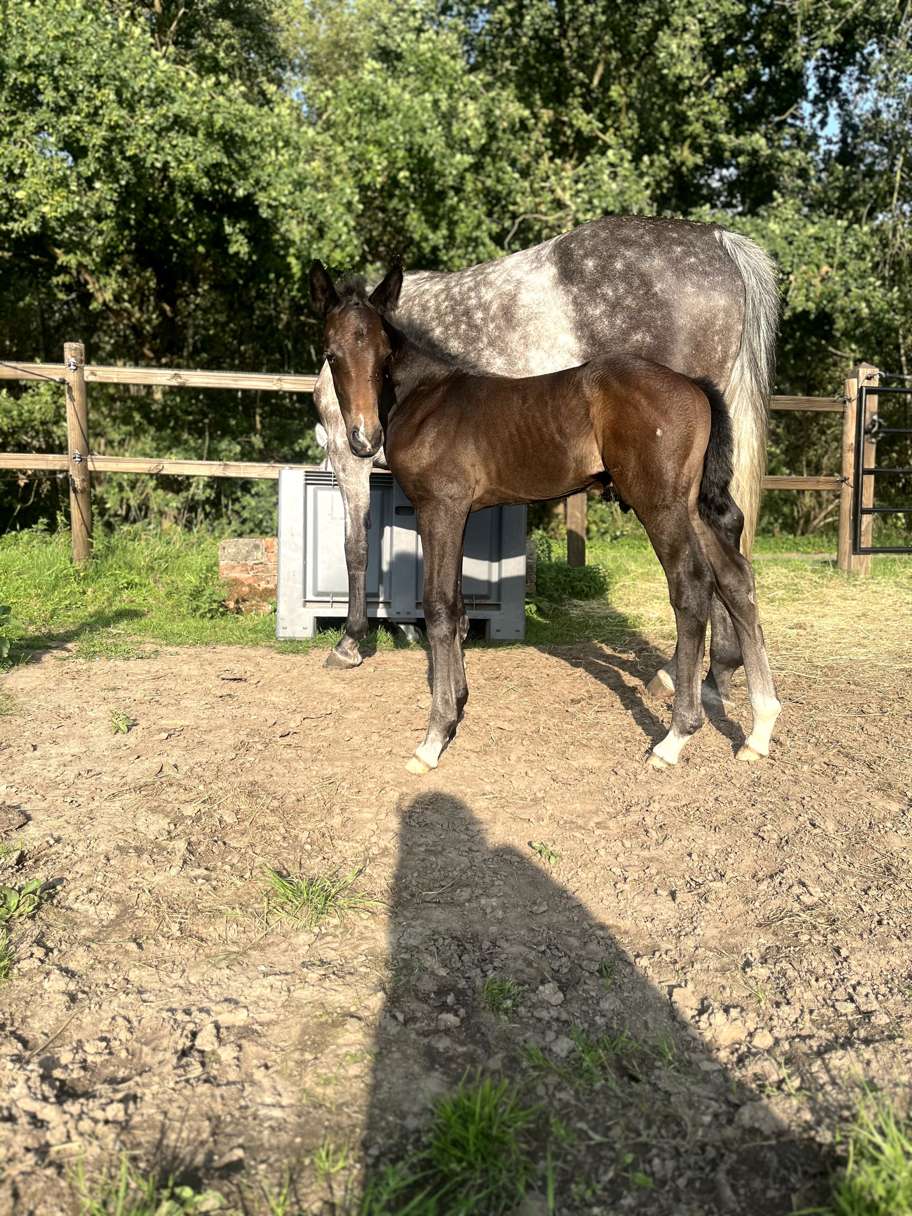 zangersheide springpaard hengst 1 jaar schimmel te koop - Foto 2