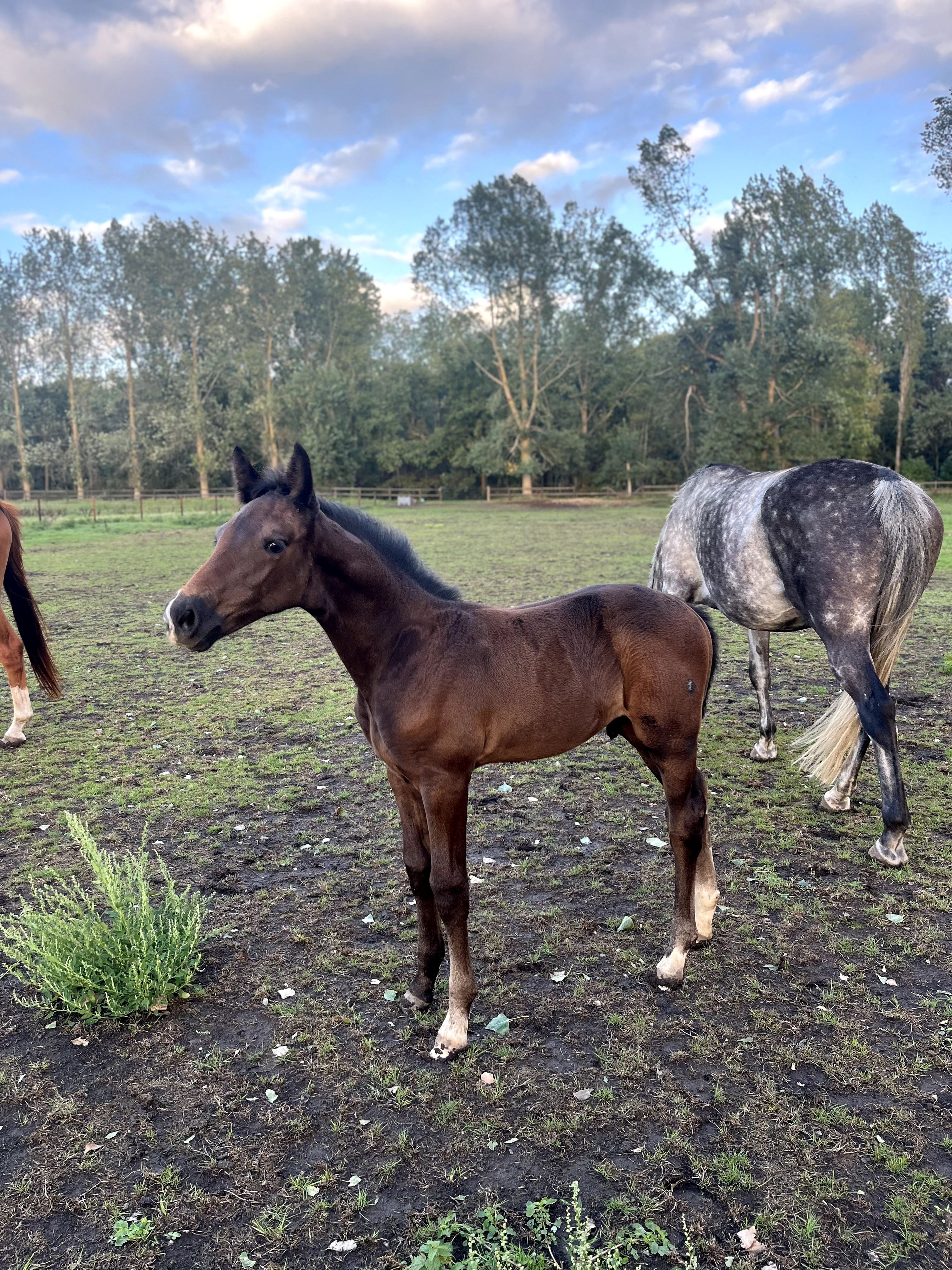 zangersheide springpaard hengst 1 jaar schimmel te koop - Foto 4
