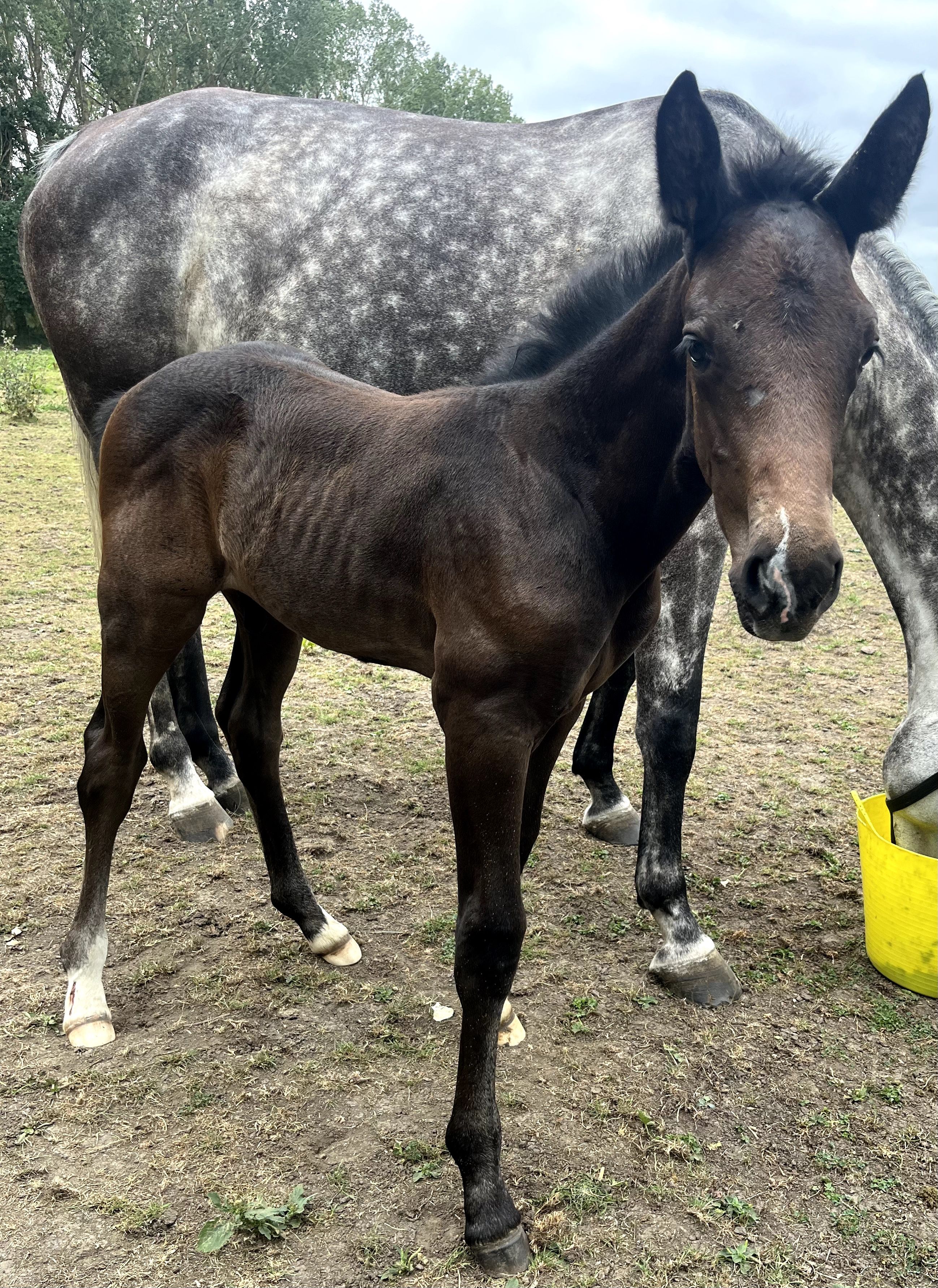 zangersheide springpaard hengst 1 jaar schimmel te koop - Foto 3