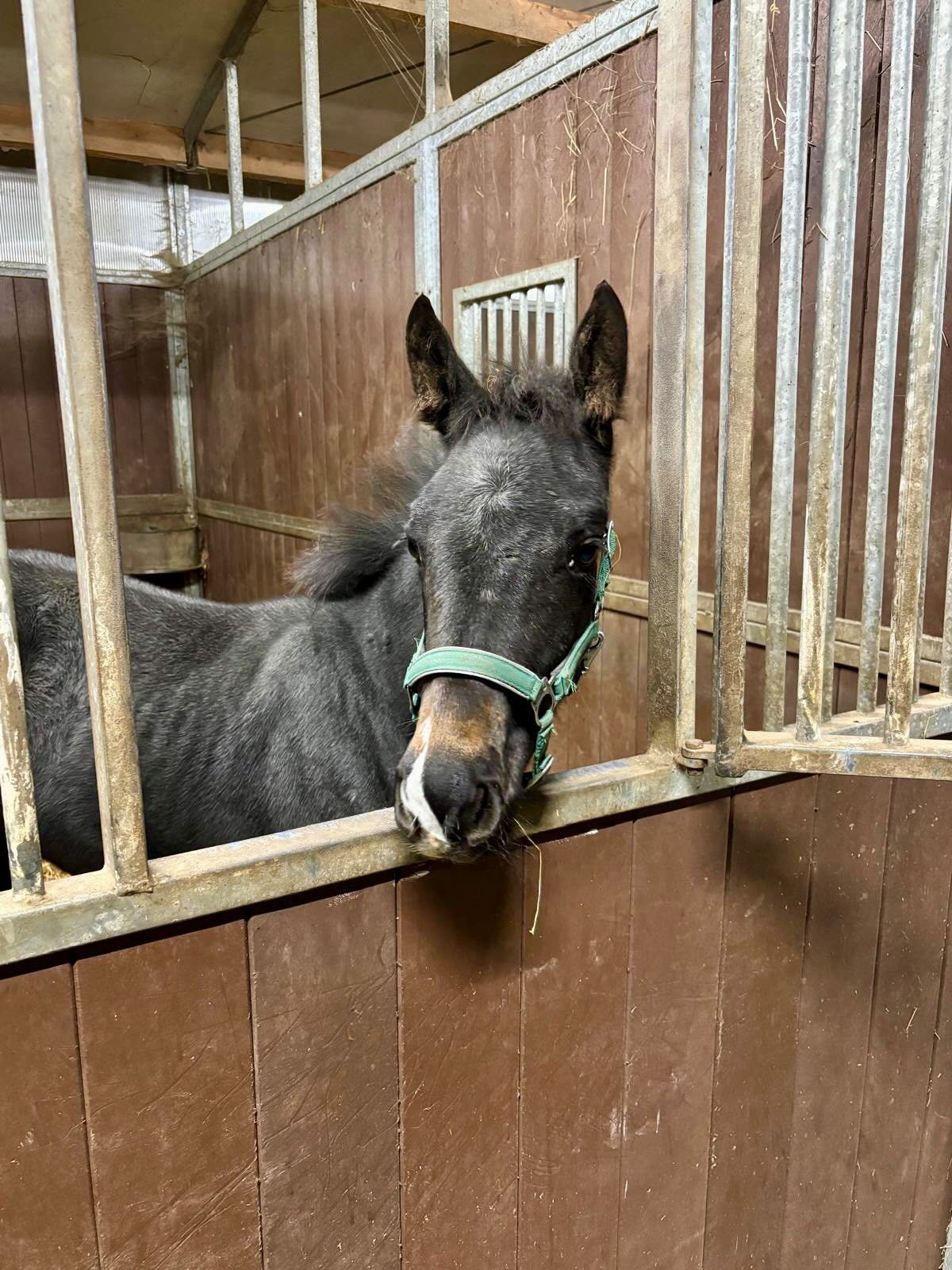 zangersheide springpaard hengst 1 jaar schimmel te koop - Foto 5