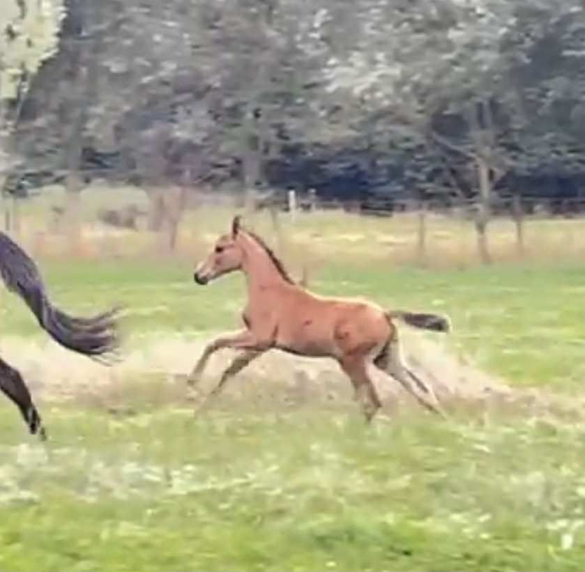 Small colt from Bon Bolero x Romanov
