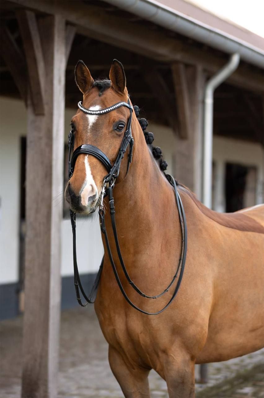 kwpn dressuurpaard ruin 10 jaar bruin te koop - Foto 3