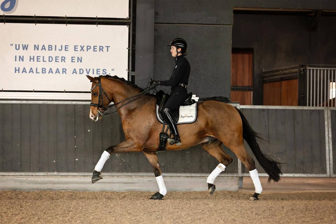 kwpn dressuurpaard ruin 10 jaar bruin te koop - Foto 2