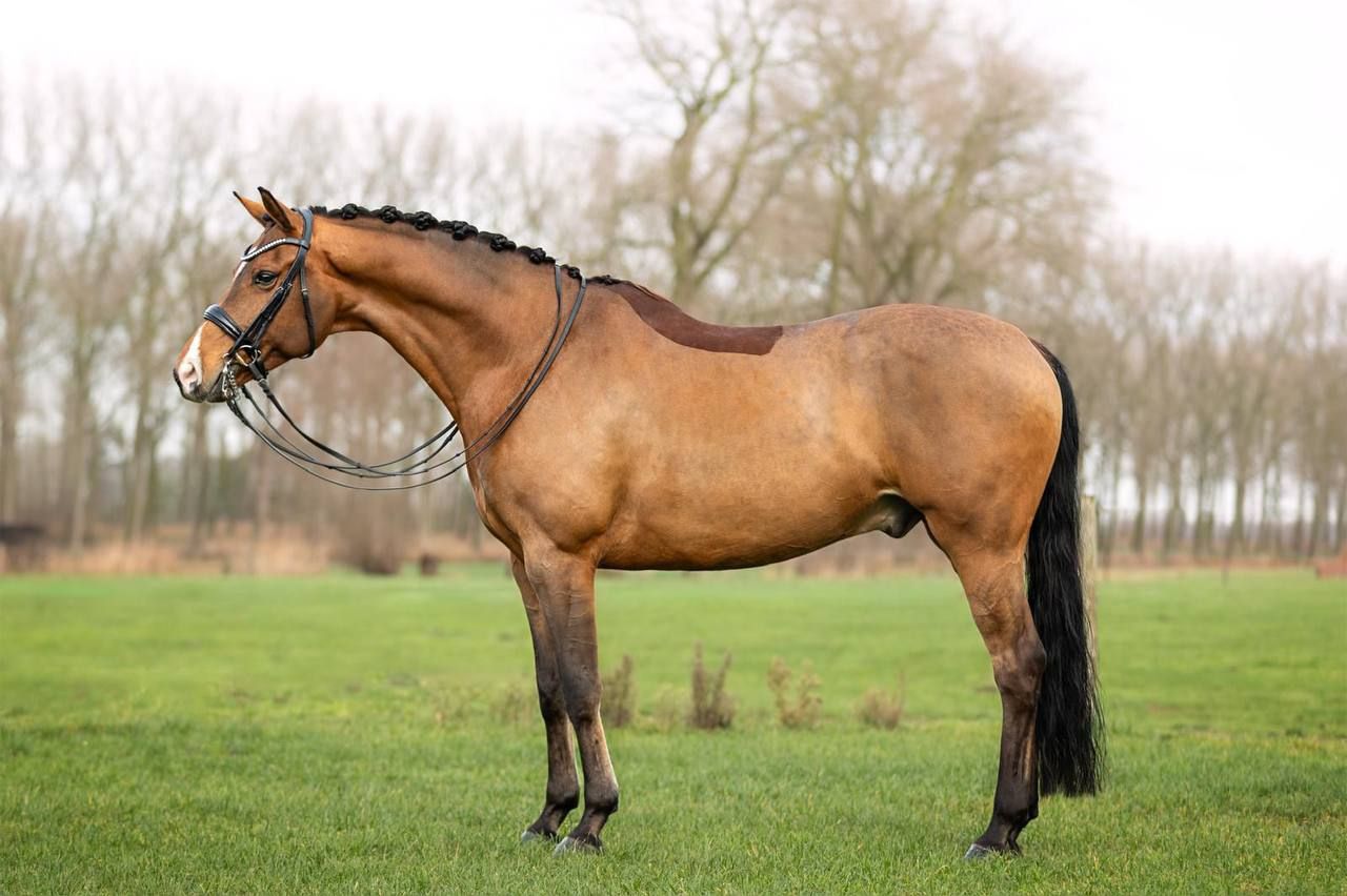 kwpn dressuurpaard ruin 10 jaar bruin te koop - Hoofdfoto