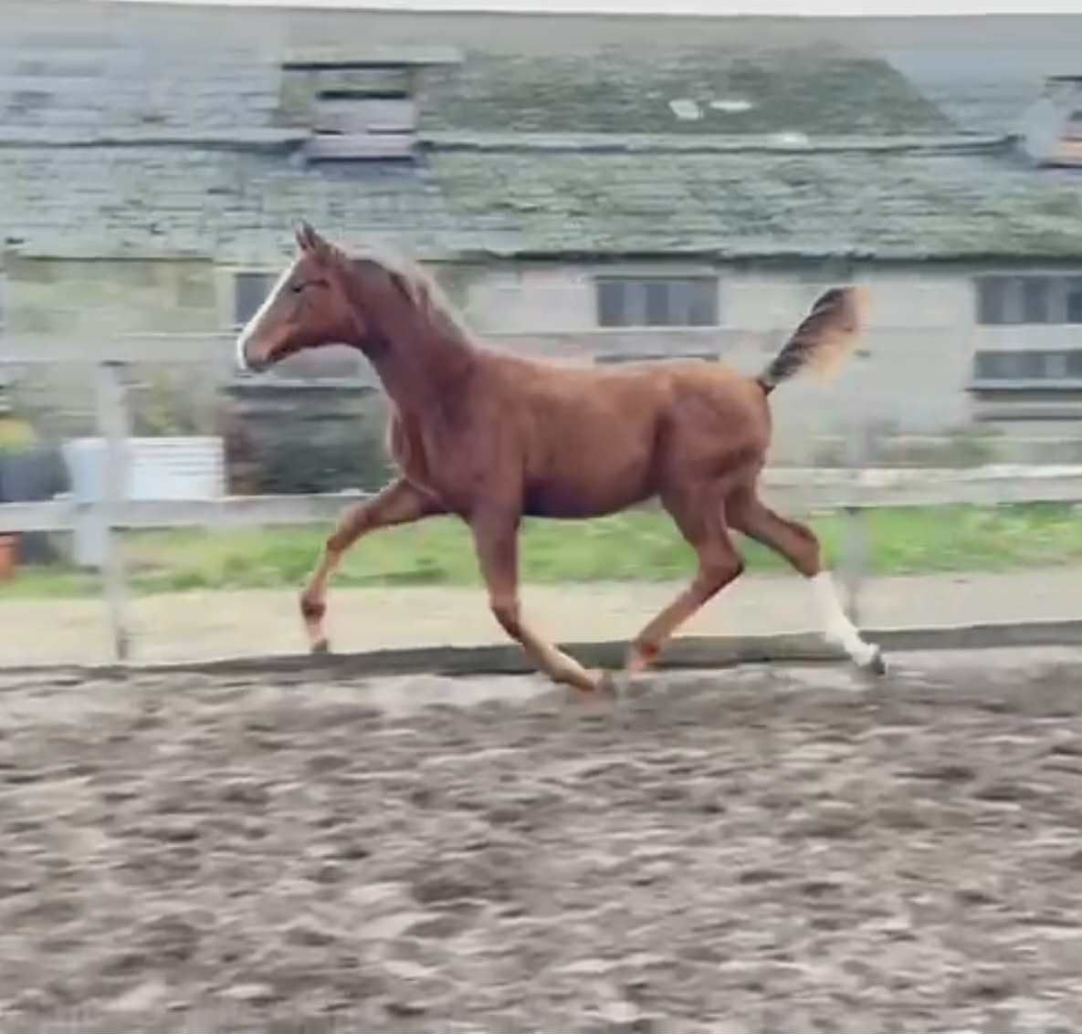 yearling stallion Bonds x Escuro
