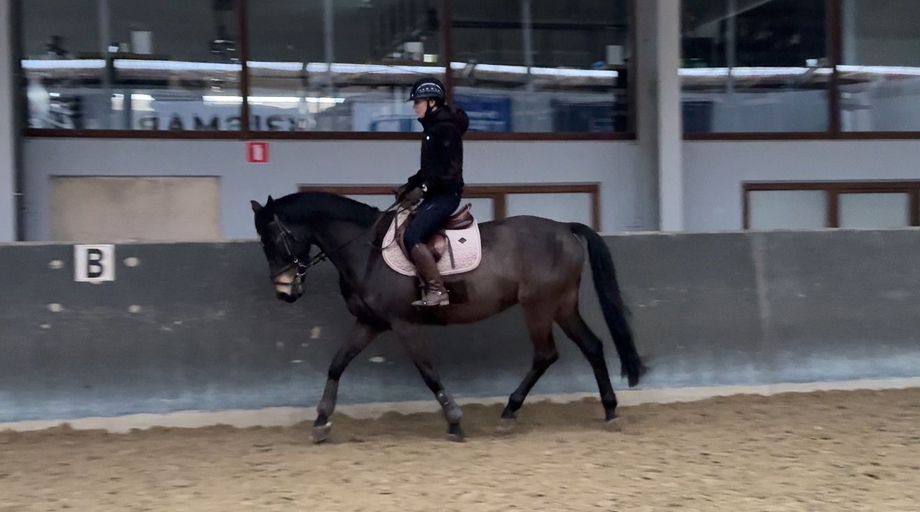 zangersheide springpaard ruin 13 jaar donkerbruin te koop - Hoofdfoto