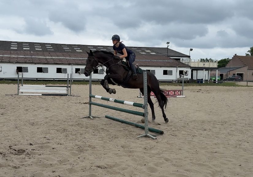 zangersheide springpaard ruin 13 jaar donkerbruin te koop - Foto 3