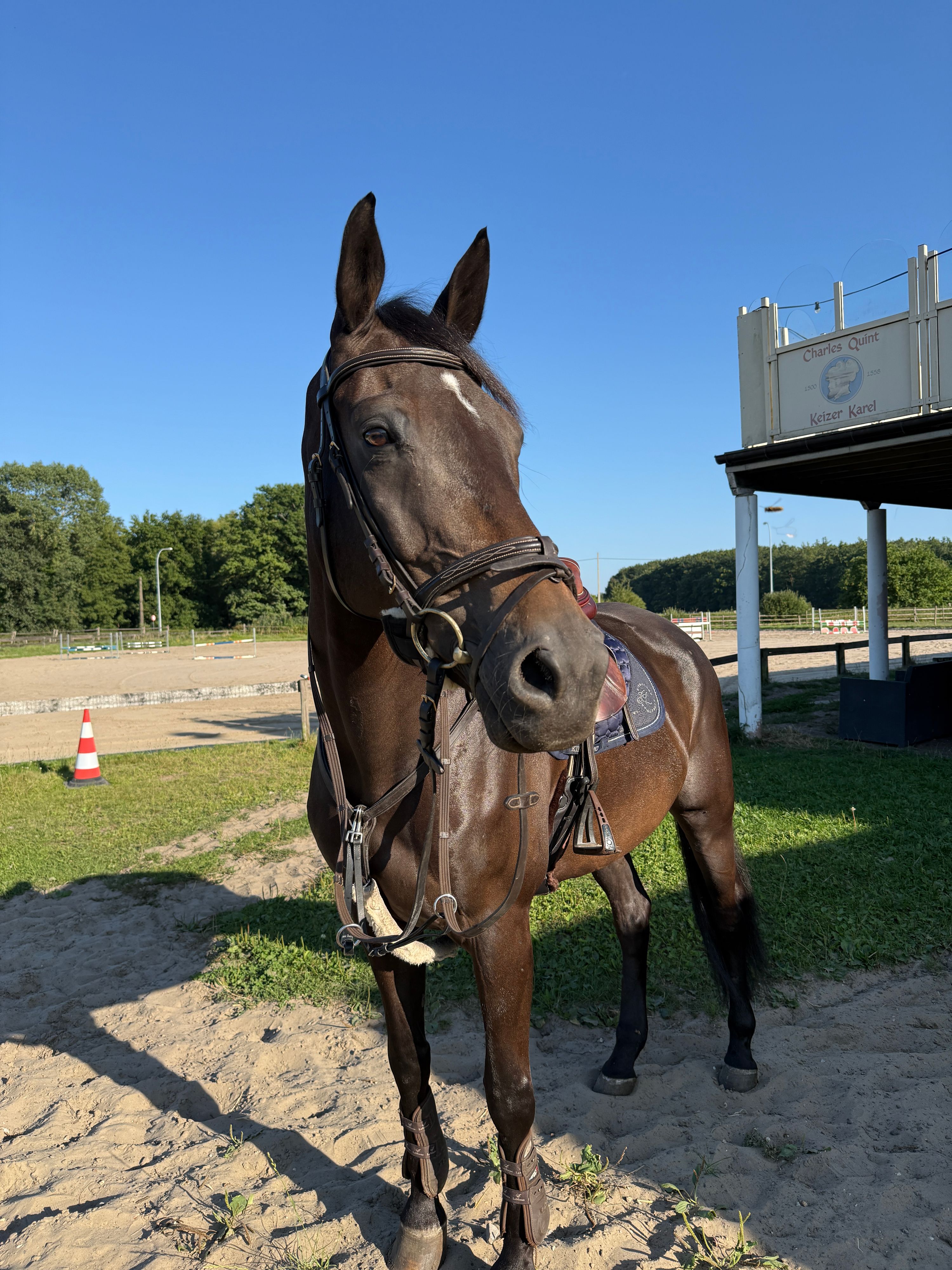 zangersheide springpaard ruin 13 jaar donkerbruin te koop - Foto 2