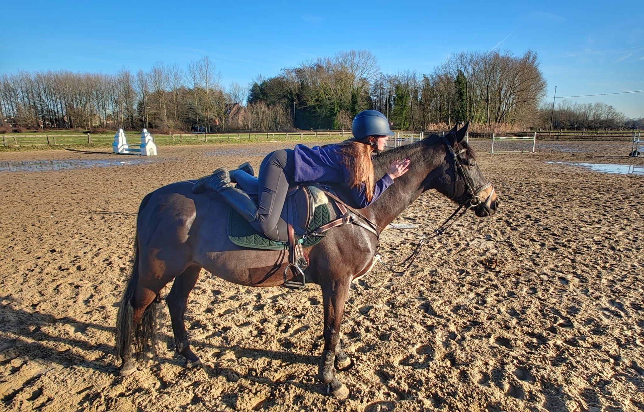 zangersheide springpaard ruin 13 jaar donkerbruin te koop - Foto 4