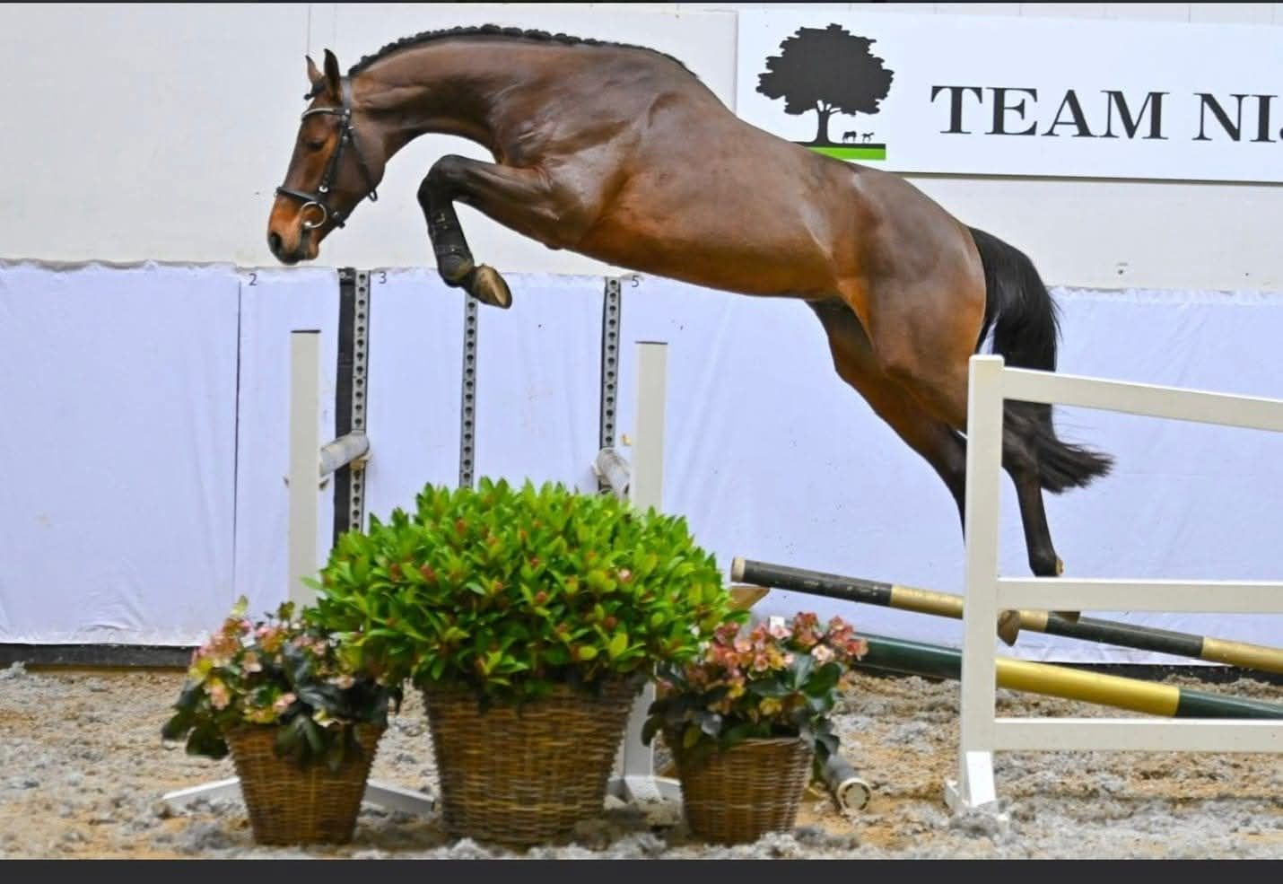 Immediate availability for training horses - Photo 5