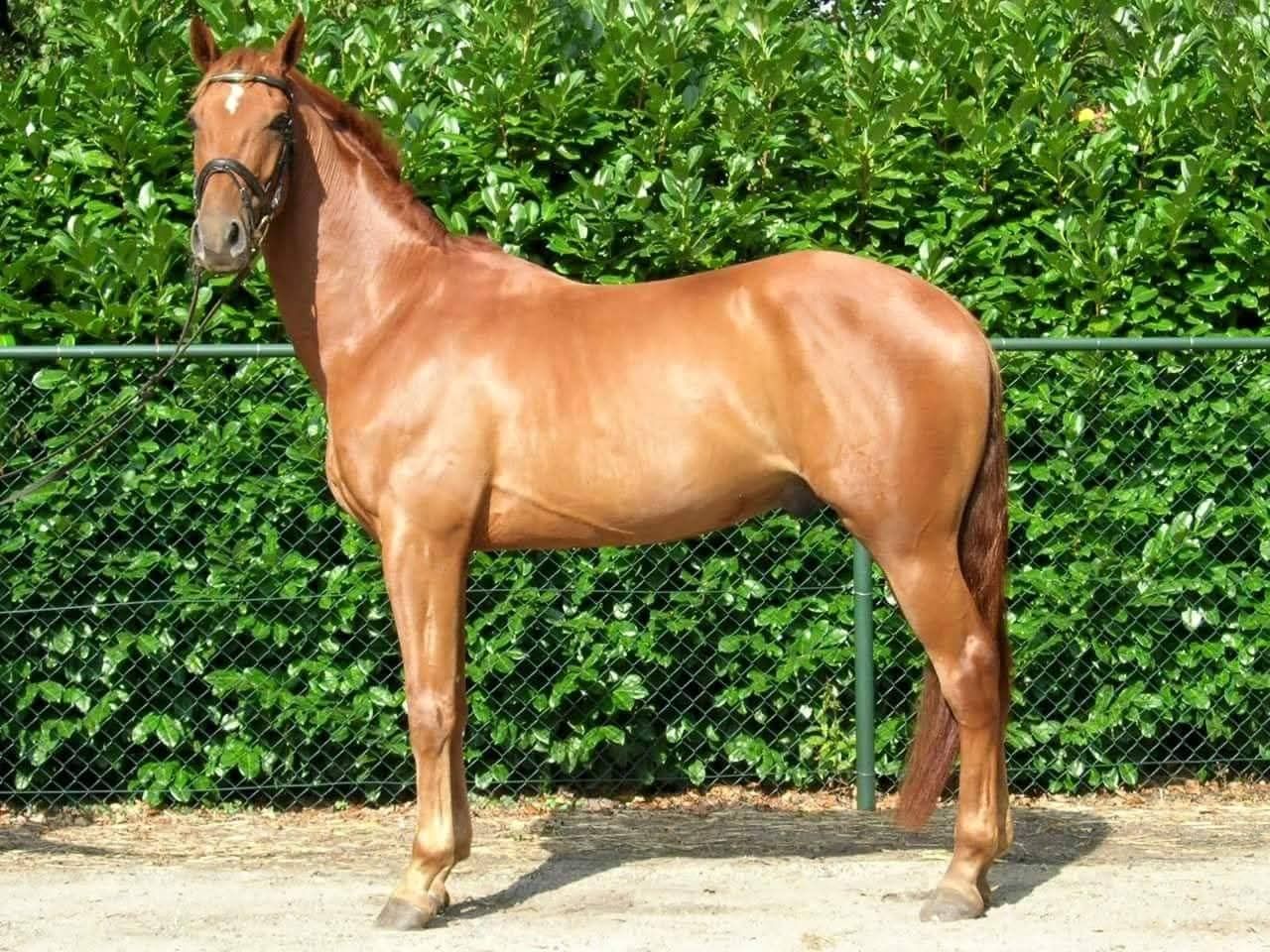 Immediate availability for training horses - Photo 2