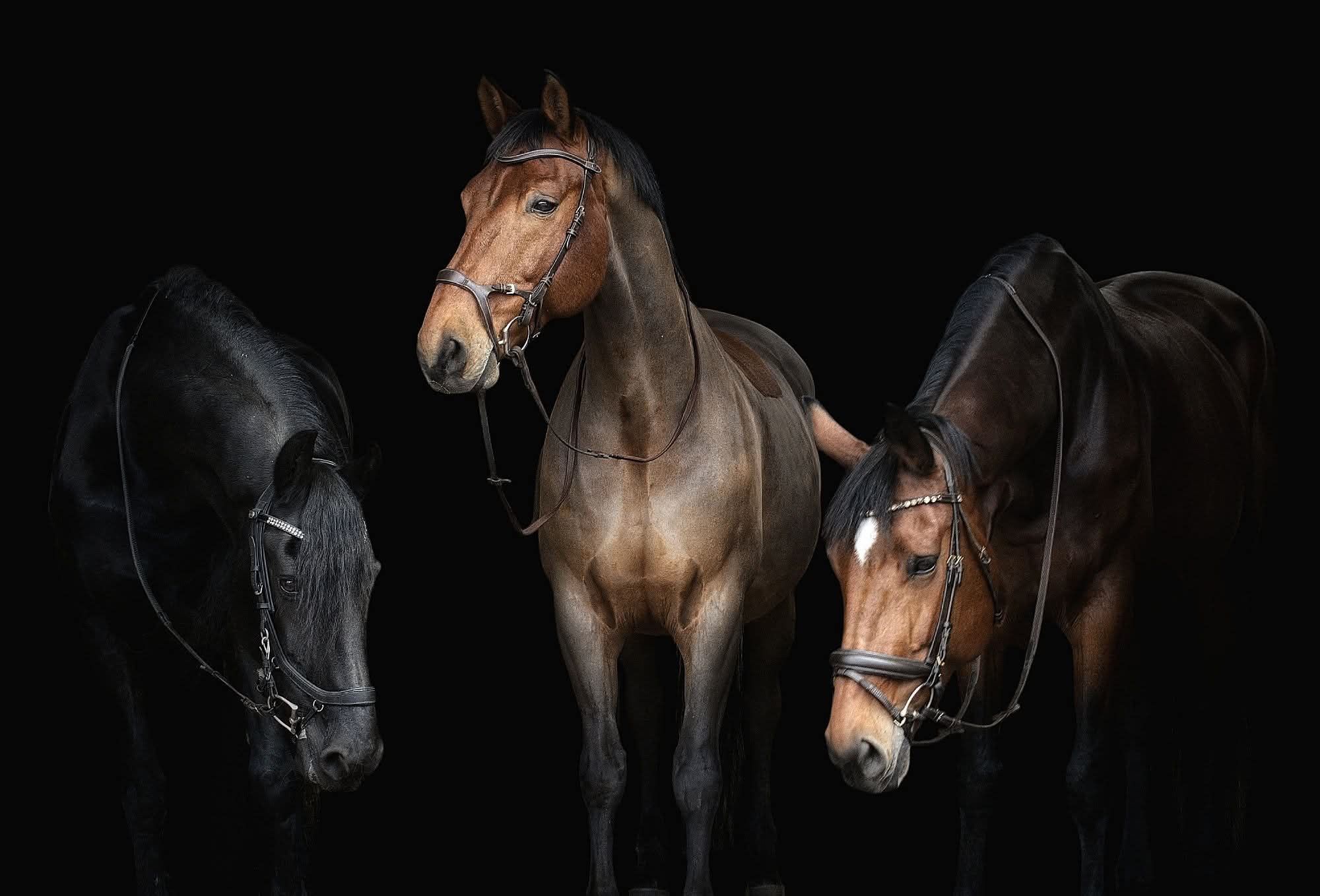 Immediate availability for training horses - Photo 3