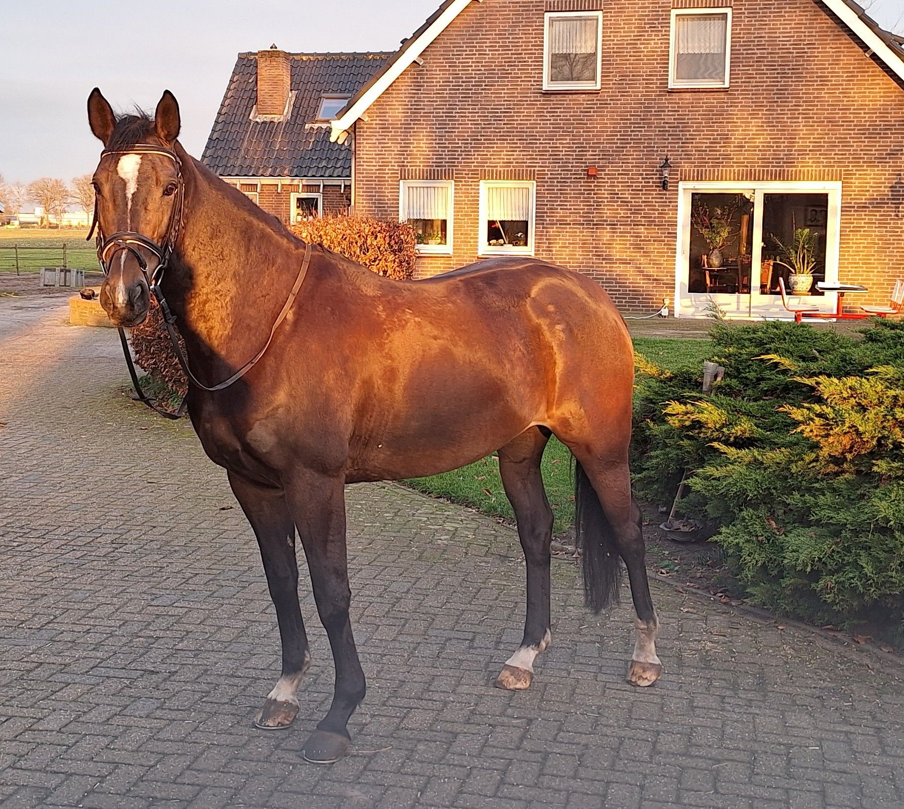 kwpn springpaard merrie 7 years old bruin for sale - Main photo