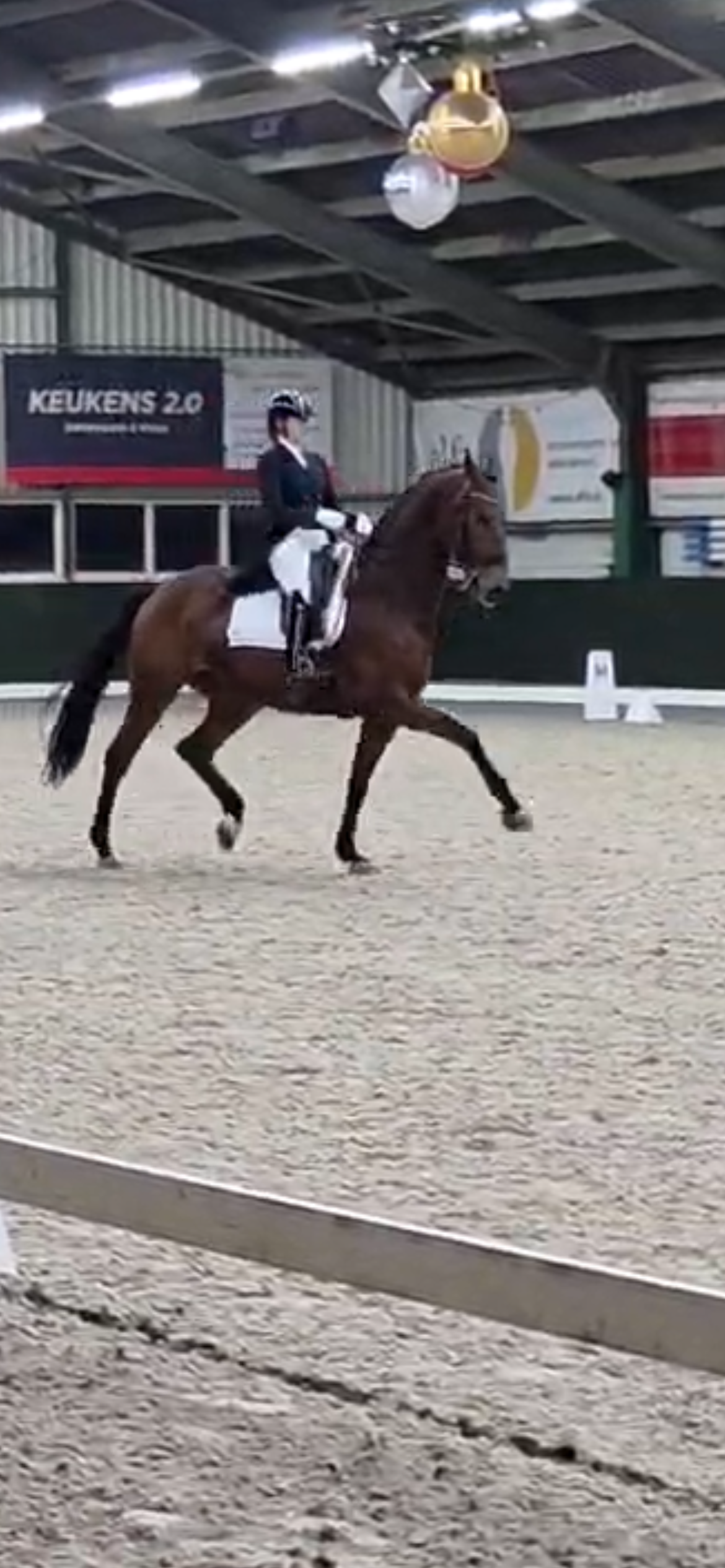 KWPN dressuurpaard Ruin 11 jaar Bruin te koop - Foto 4