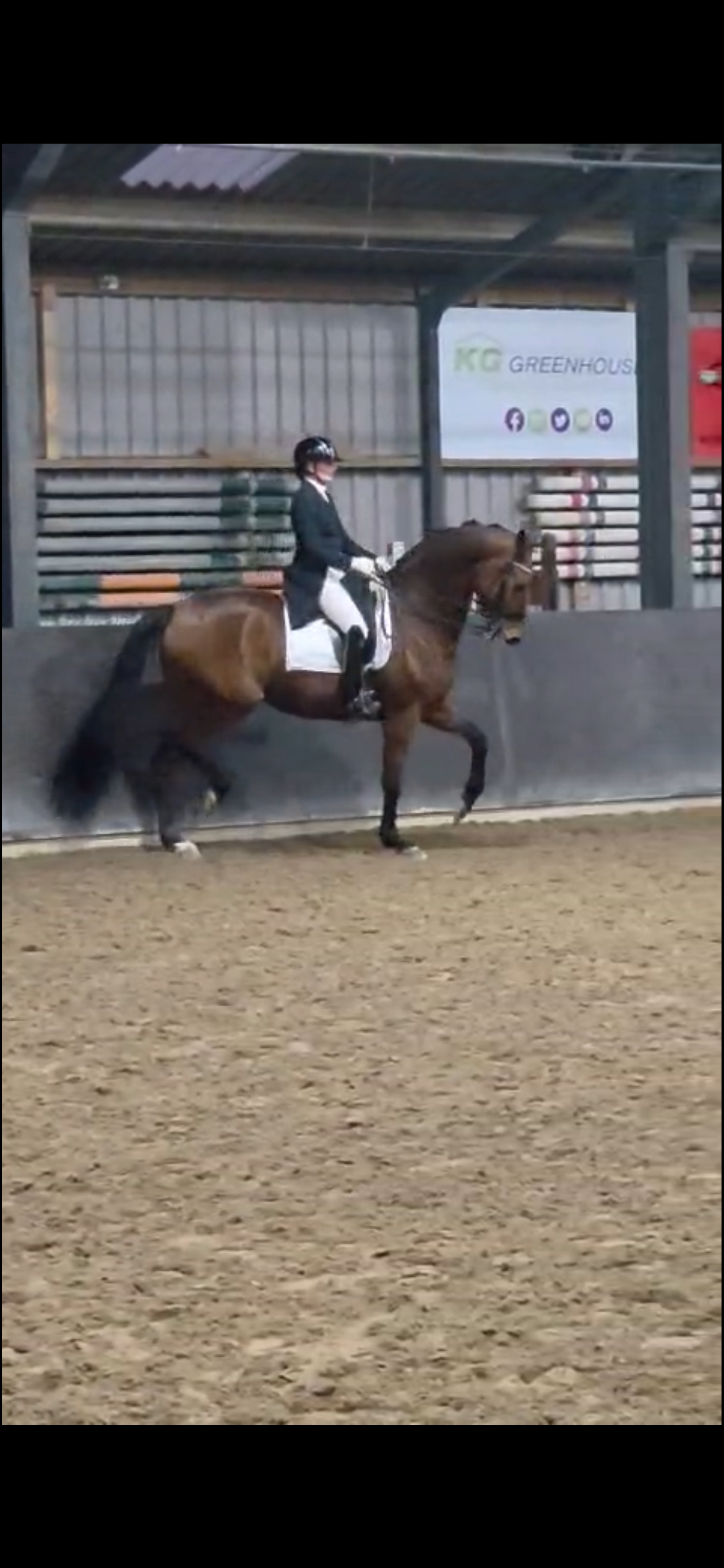 KWPN dressuurpaard Ruin 11 jaar Bruin te koop - Foto 6