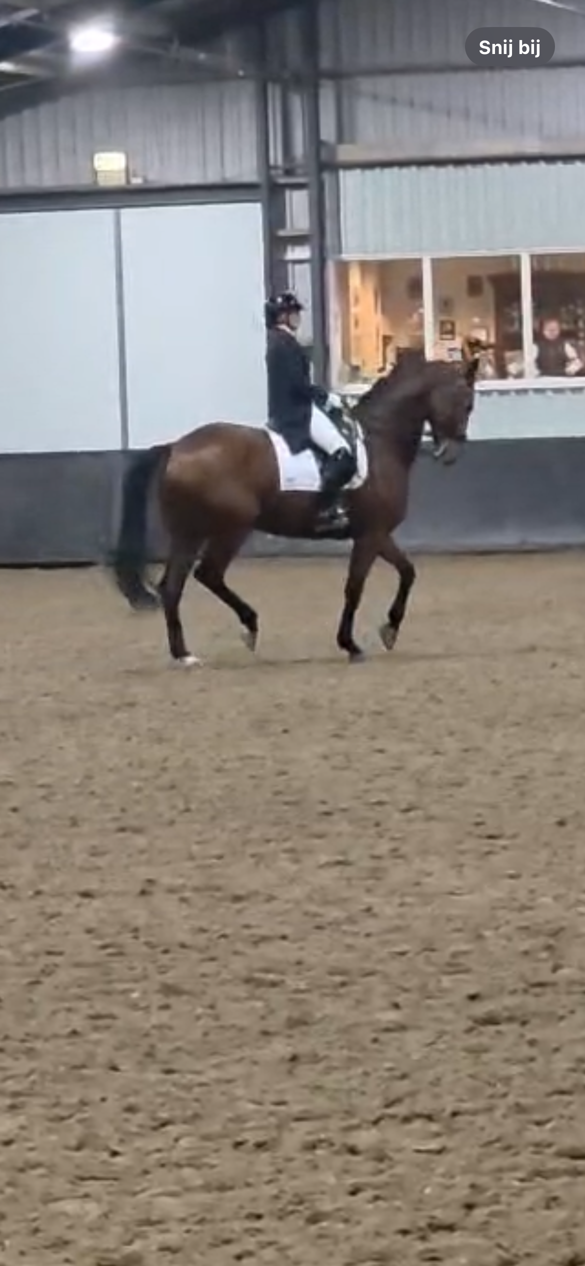 KWPN dressuurpaard Ruin 11 jaar Bruin te koop - Foto 5