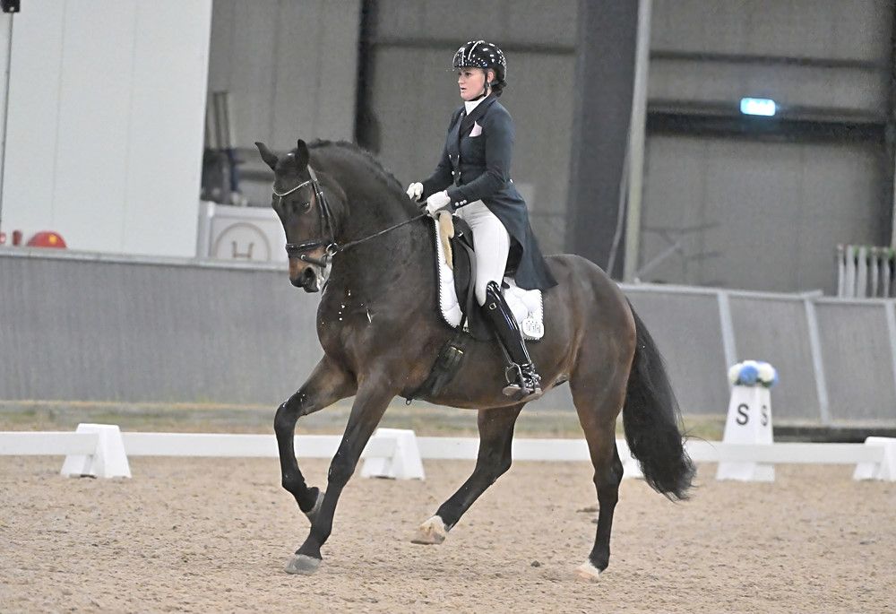 Grand prix horse 12 years old , new add new horse!