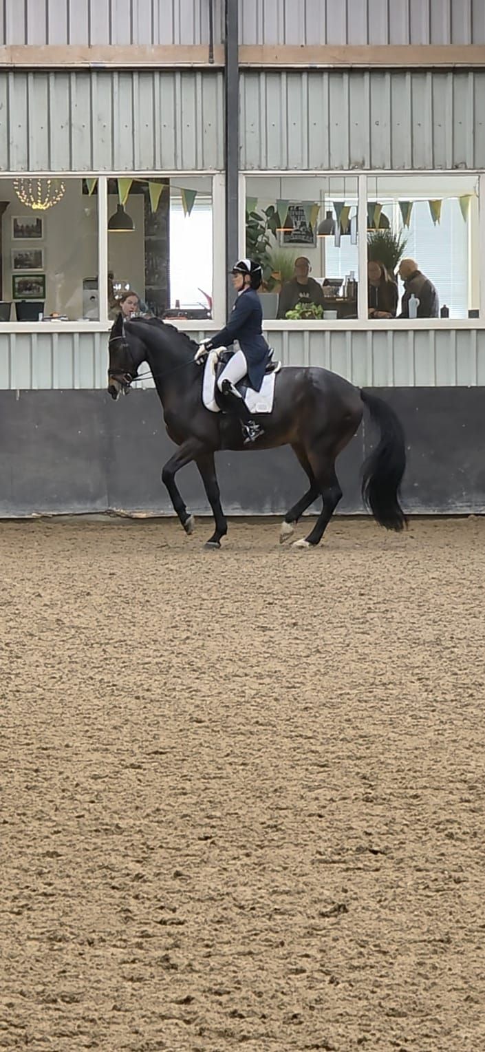 KWPN dressuurpaard Ruin 12 jaar Bruin te koop - Foto 6