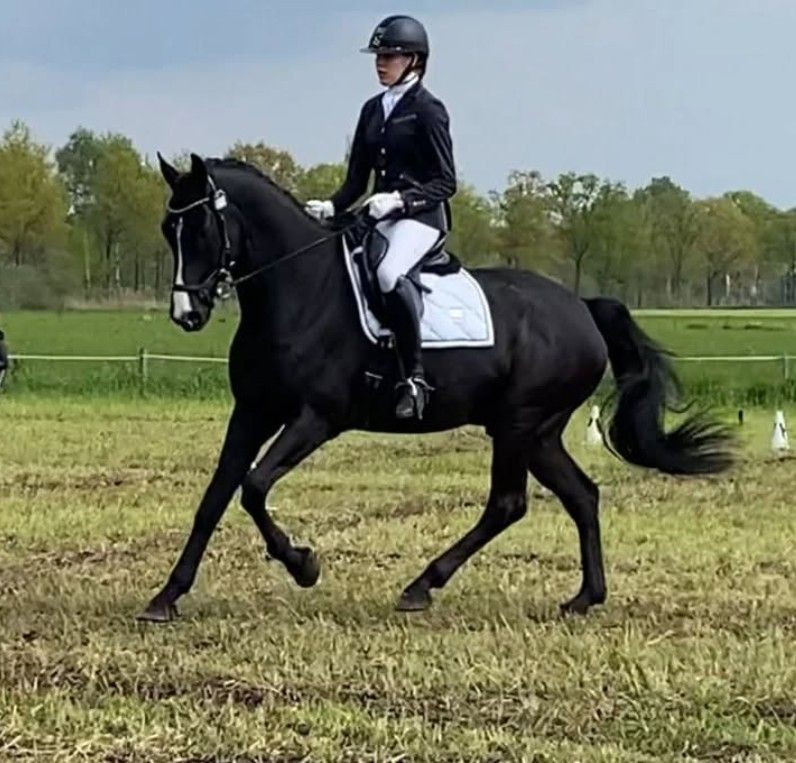 kwpn dressuurpaard ruin 11 years old zwart for sale - Main photo