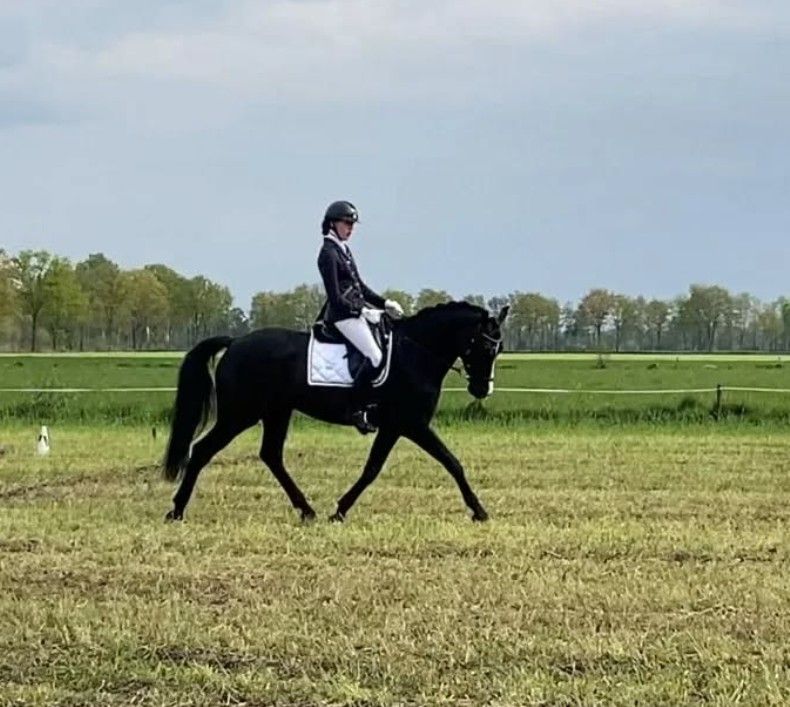 kwpn dressuurpaard ruin 11 years old zwart for sale - Photo 4
