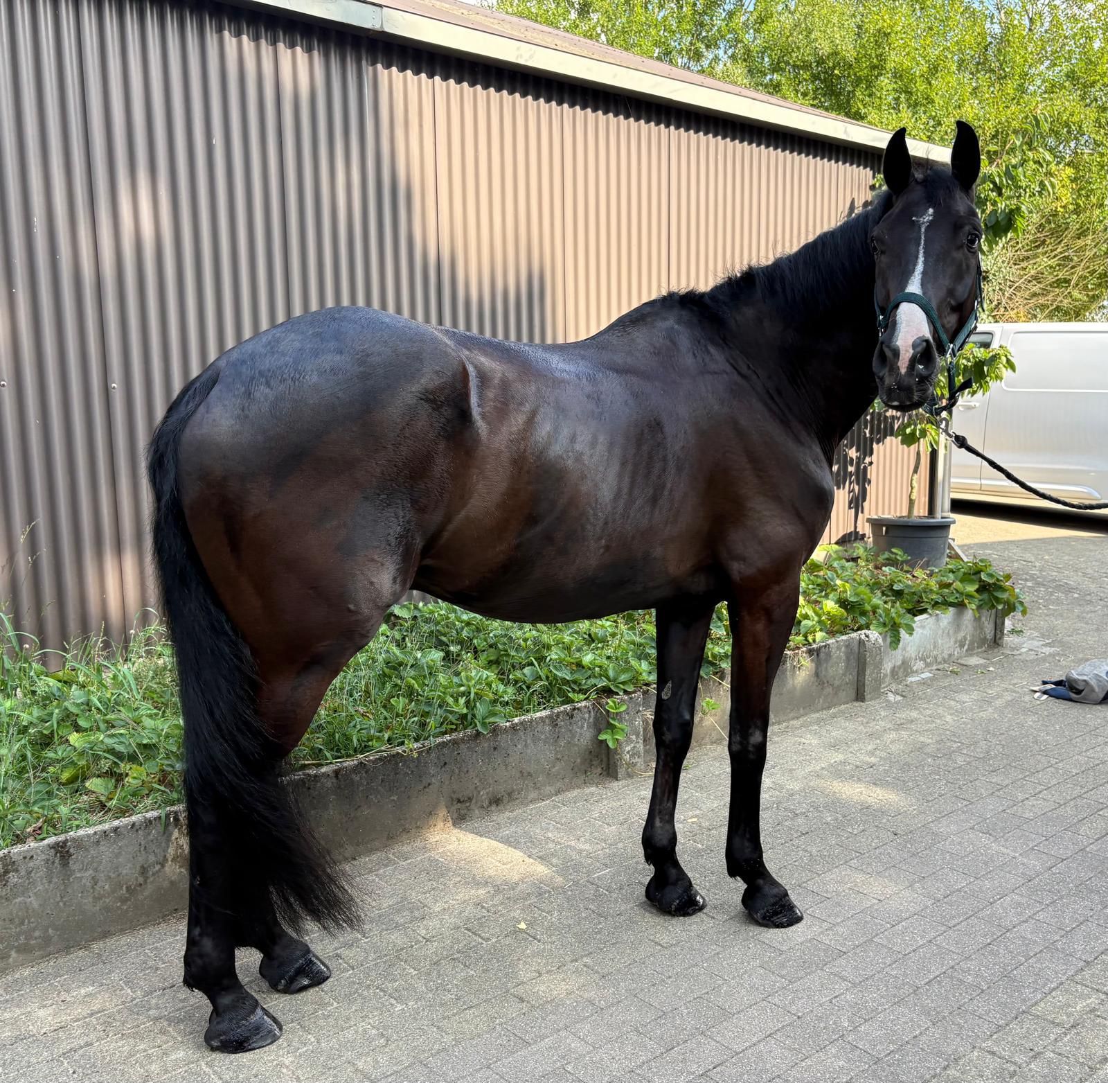 kwpn dressuurpaard ruin 11 years old zwart for sale - Photo 6