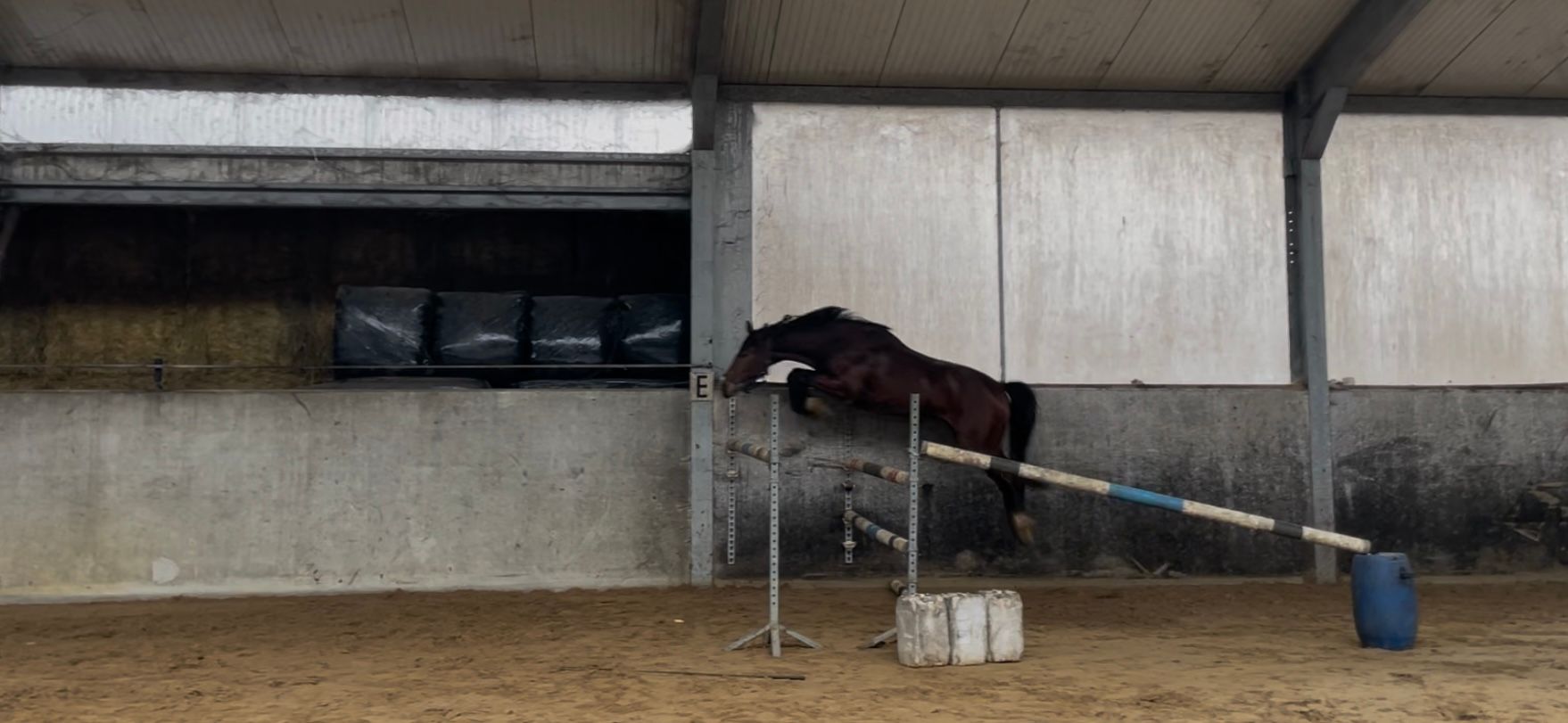 bwp allround-pony ruin 4 years old bruin for sale - Main photo