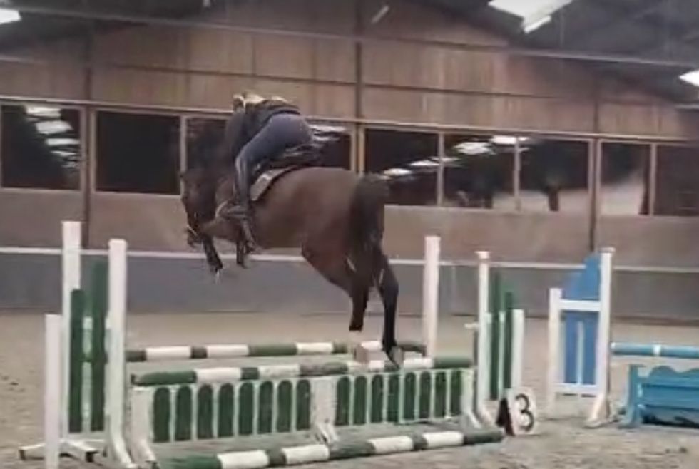 bwp allround-pony ruin 4 years old bruin for sale - Photo 2