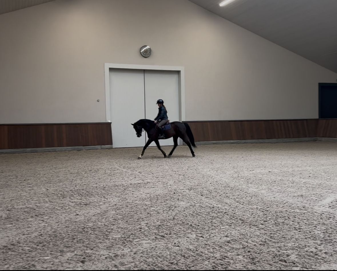 welsh allround-pony ruin 13 years old zwart for sale - Photo 2
