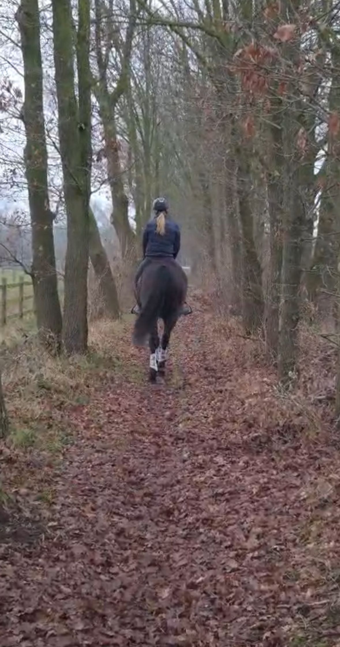 welsh allround-pony ruin 13 years old zwart for sale - Photo 4