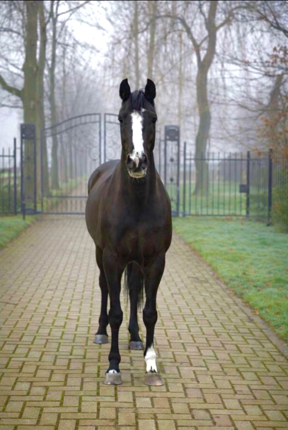 welsh allround-pony ruin 13 years old zwart for sale - Main photo