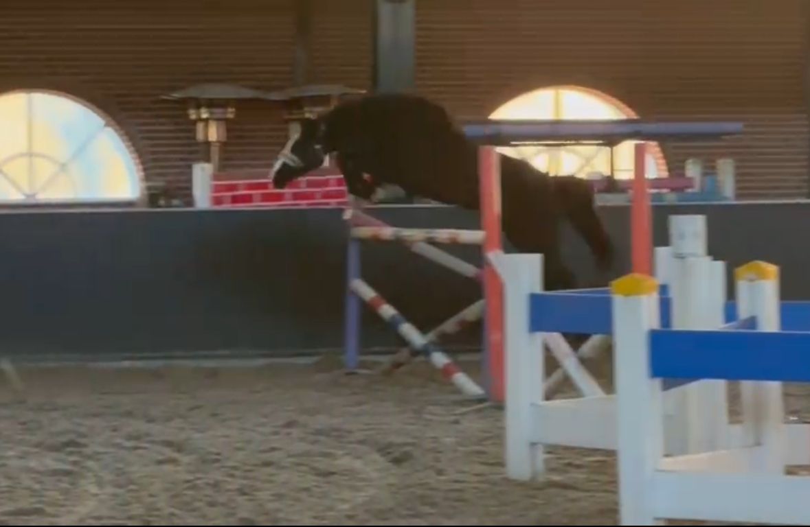 welsh allround-pony ruin 13 years old zwart for sale - Photo 3