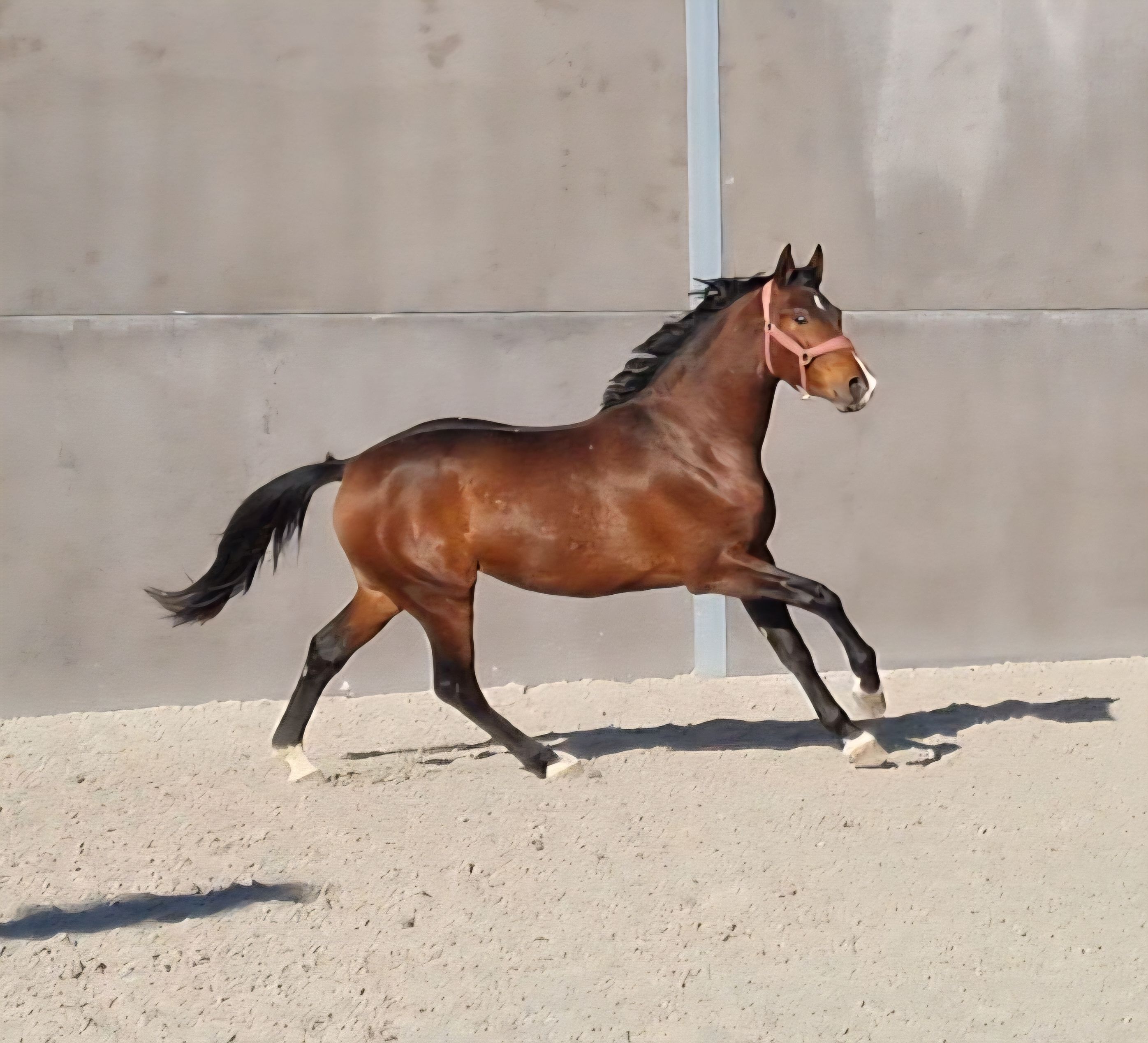 KWPN dressuurpaard Hengst 3 anni bruin in vendita - Foto principale
