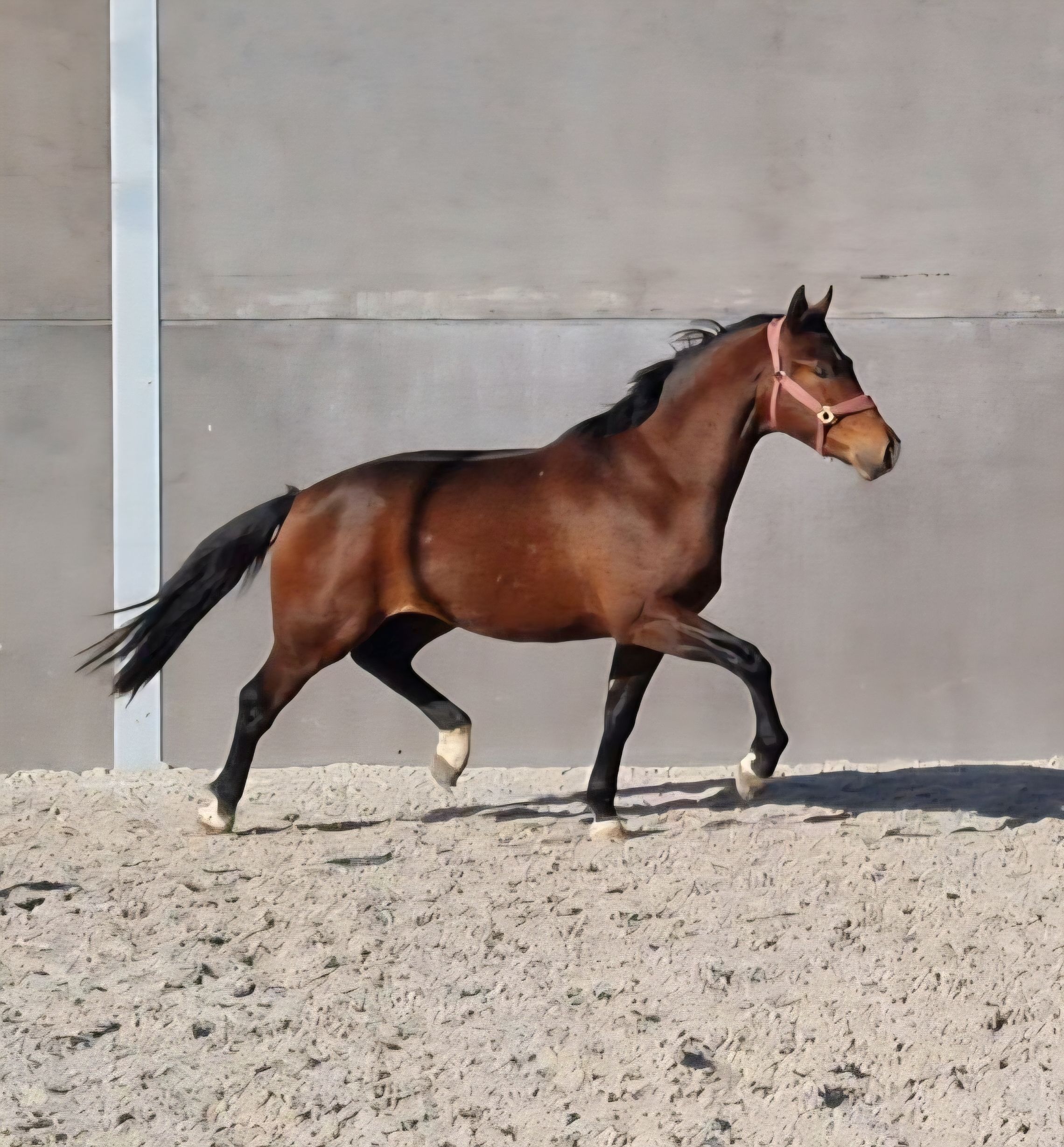 KWPN dressuurpaard Hengst 3 anni bruin in vendita - Foto 2