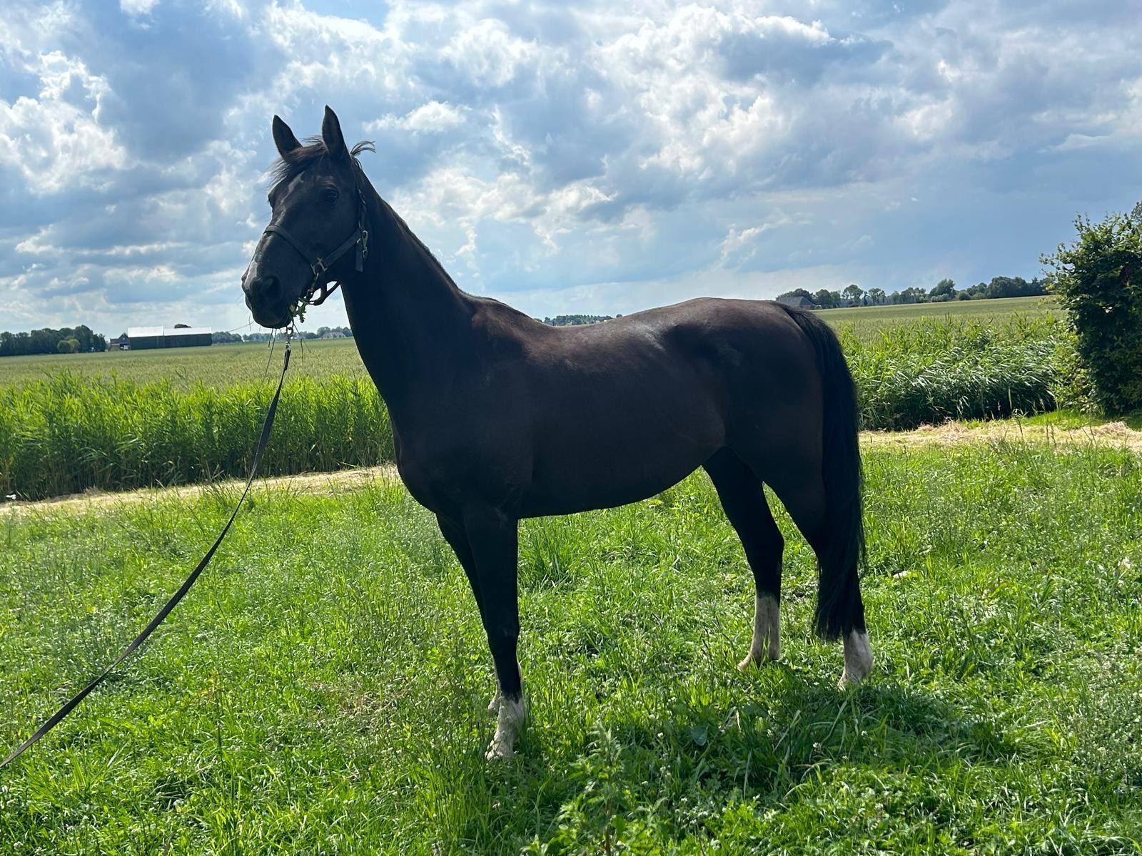 kwpn fokmerrie merrie 18 years old zwart for sale - Main photo