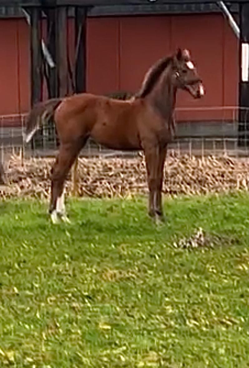 kwpn fokmerrie merrie 18 years old zwart for sale - Photo 4
