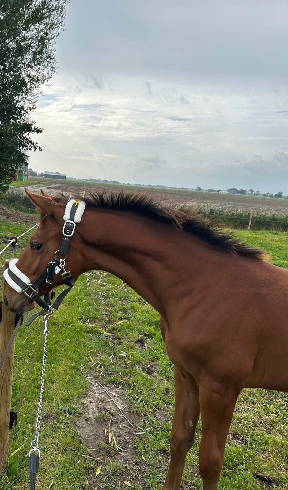 kwpn fokmerrie merrie 18 years old zwart for sale - Photo 5