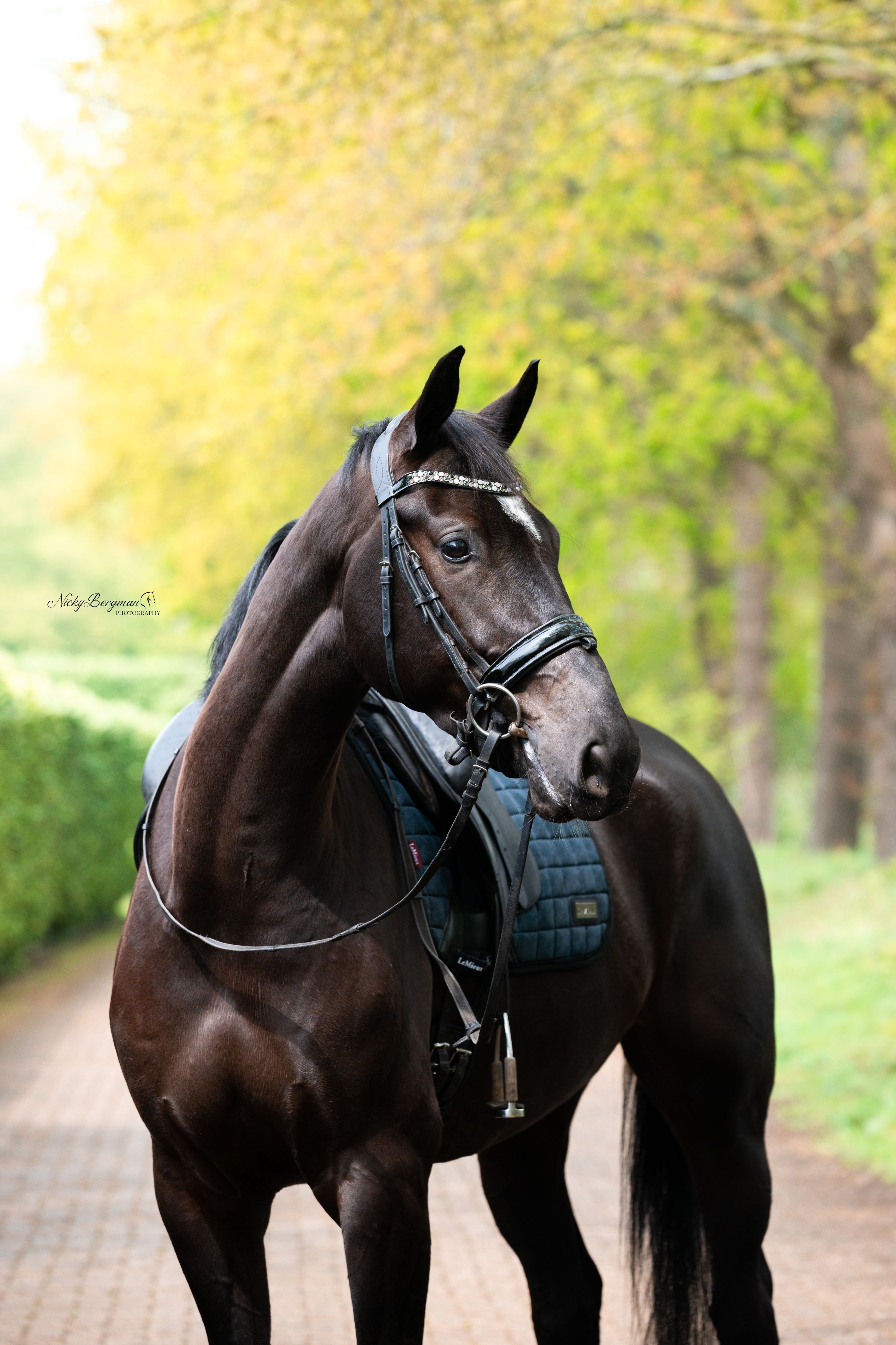 kwpn dressuurpaard ruin 6 Jahre alt zwart zu verkaufen - Foto 4