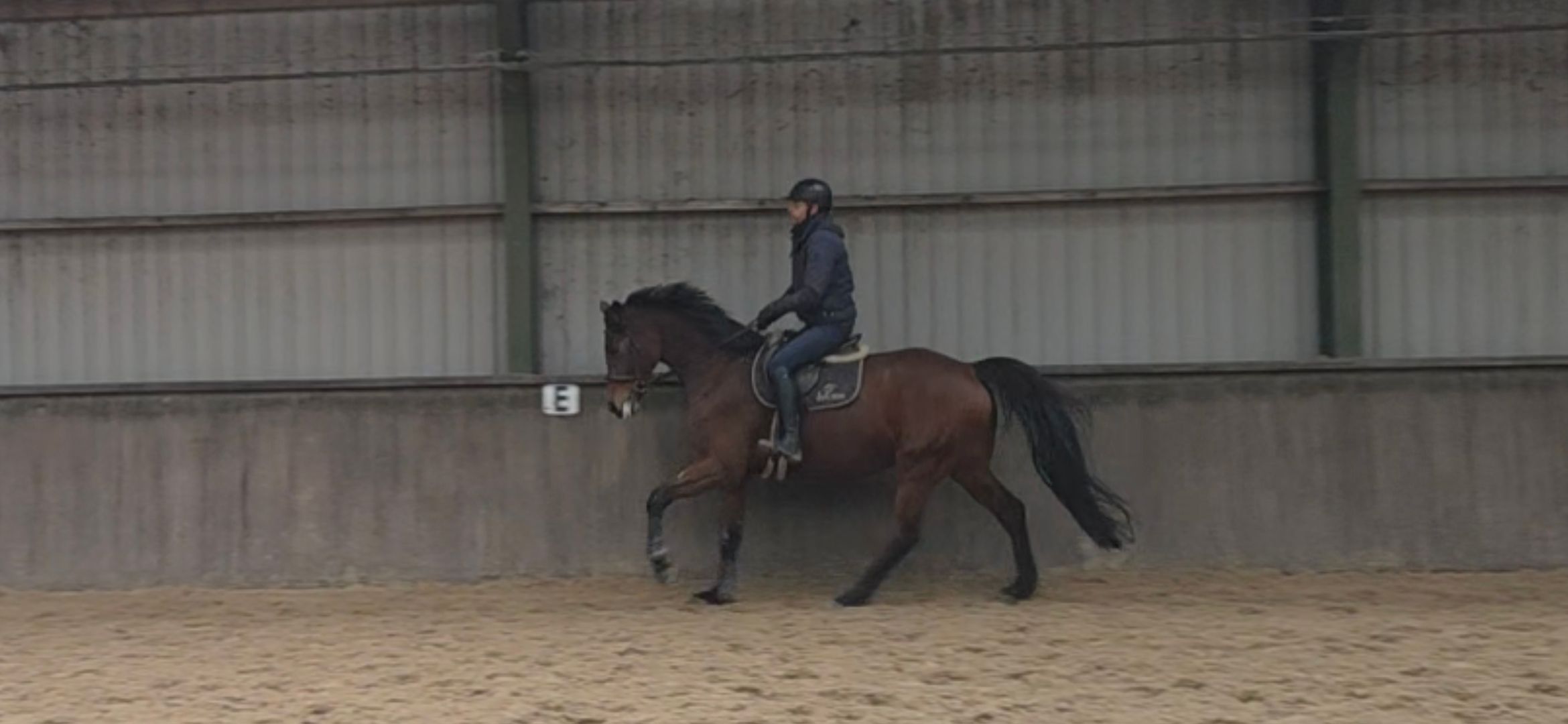 kwpn allrounder ruin 6 years old bruin for sale - Photo 2