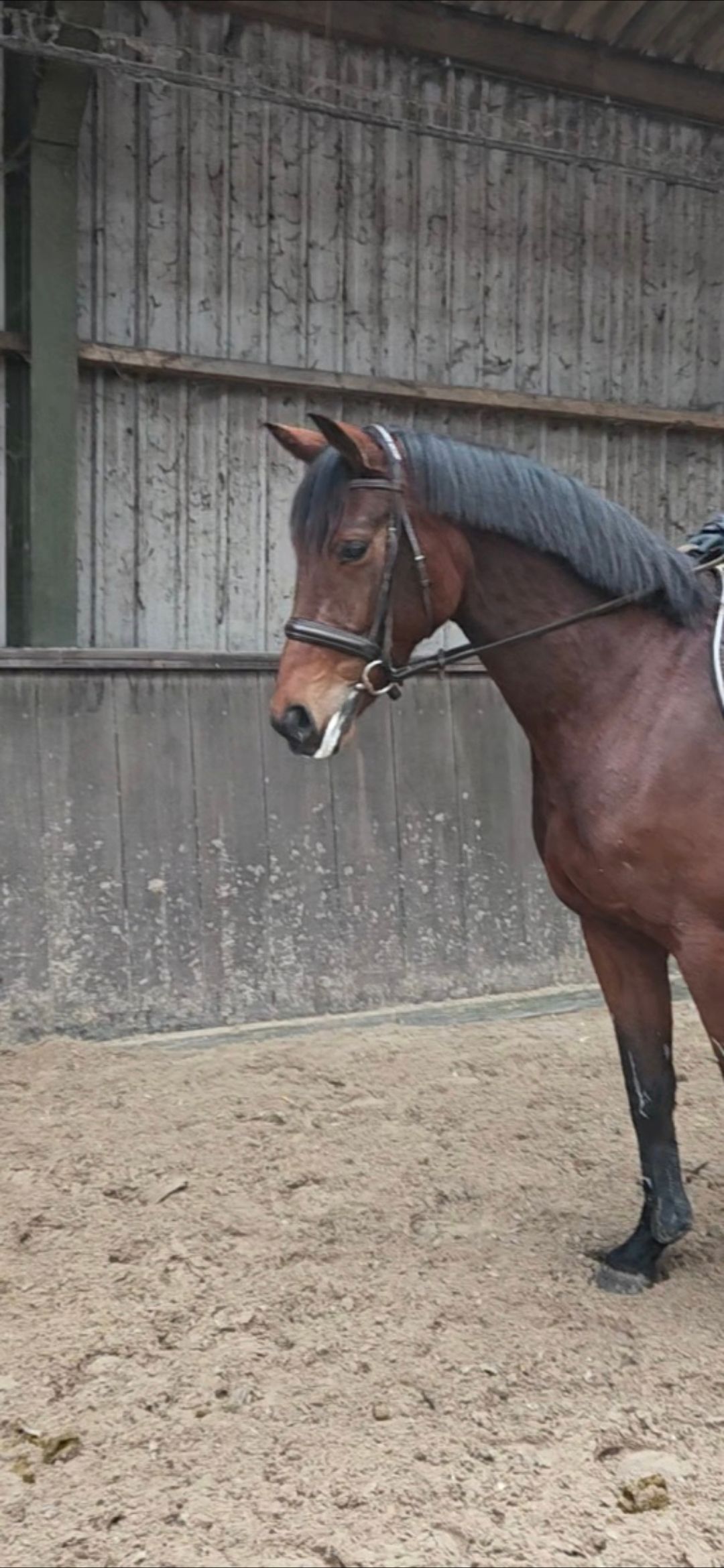 kwpn allrounder ruin 6 years old bruin for sale - Photo 3